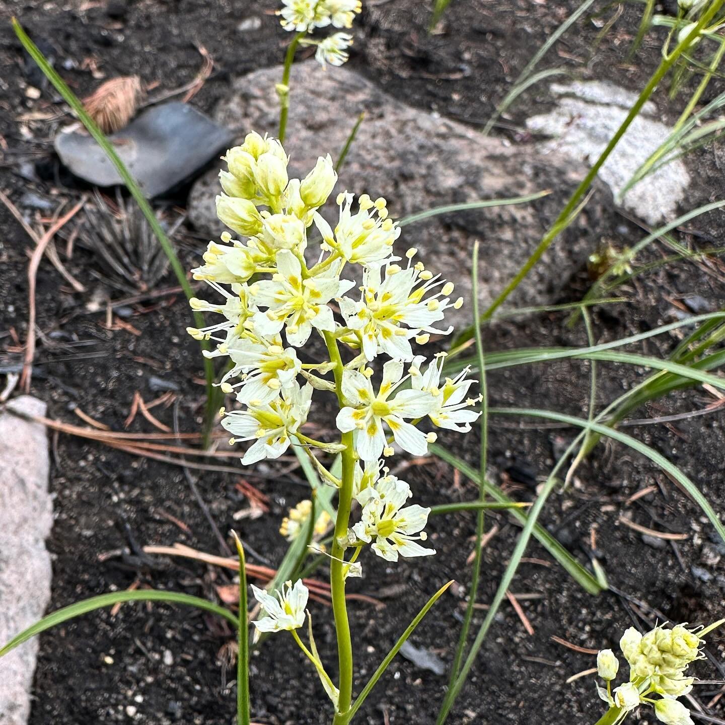 Death Camas have come into bloom in the wildfire area. So many of them! Zigadenus venenosus var. gramineus.
