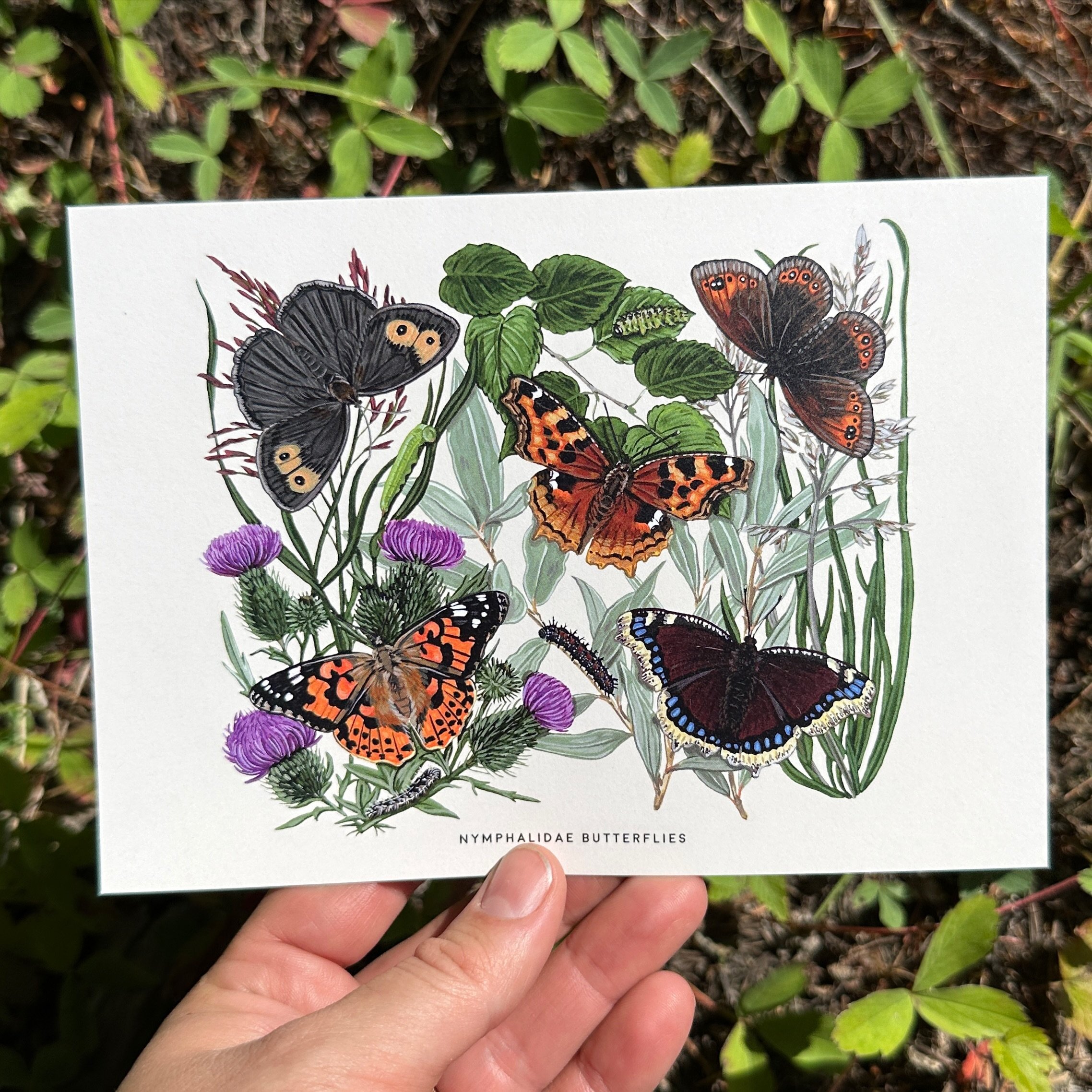 One of eight postcards from my Lepidoptera postcard pack!