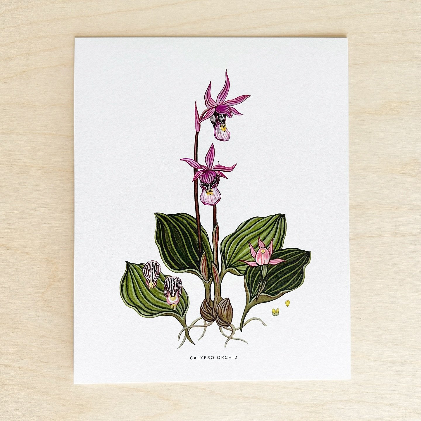 Calypso orchids are flowering in the Okanagan now! 8&rdquo; x 10&rdquo; print available in my web shop 🌞