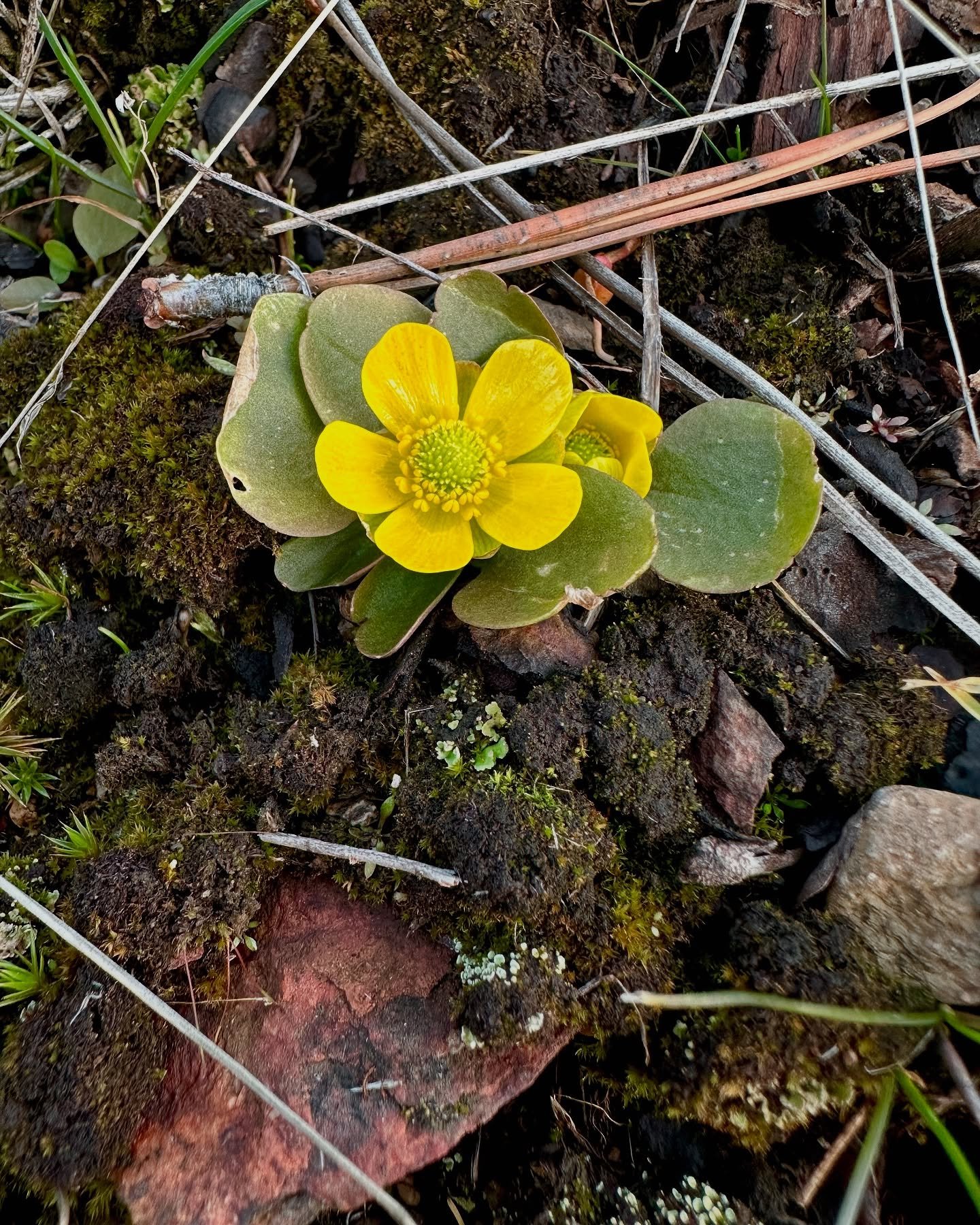 I&rsquo;ve been waiting to say hello again. Sagebrush Buttercup, the first to bloom.