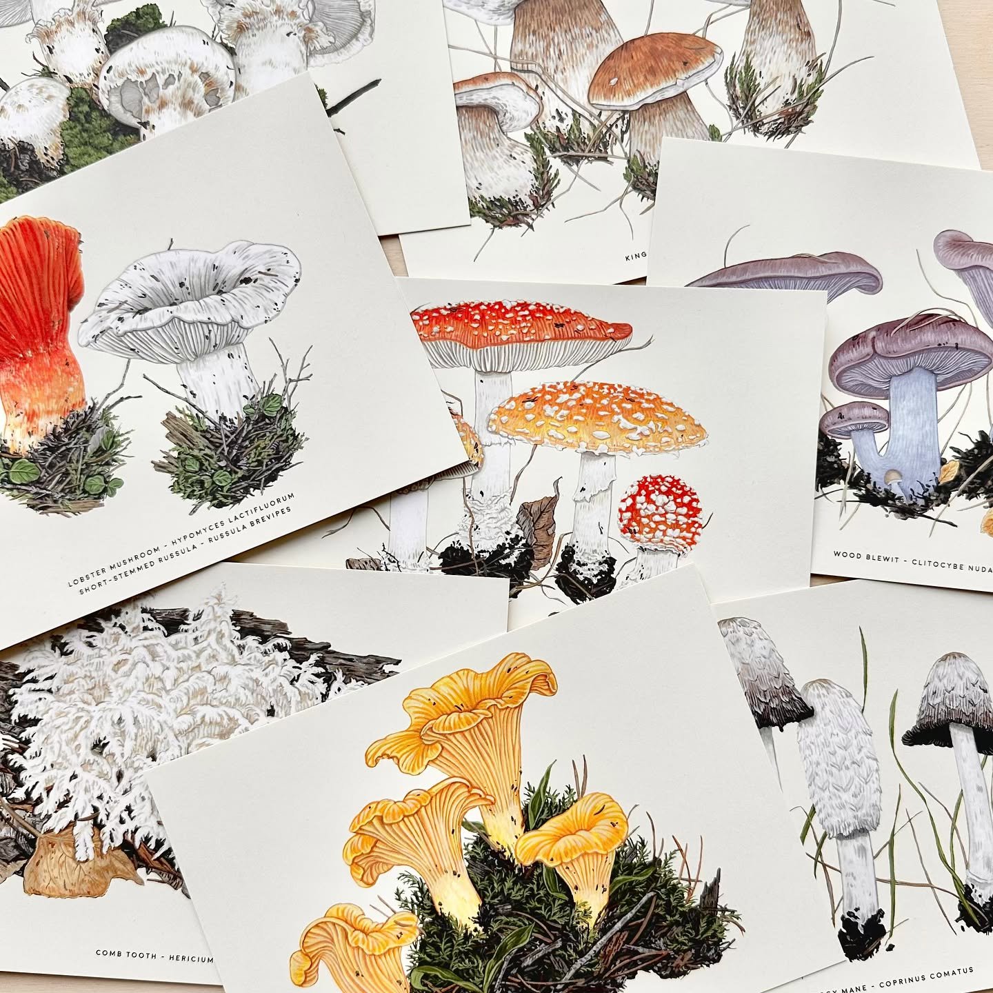 My postcard order is on its way from the printers! Excited to have these Fungi postcards back in stock soon!