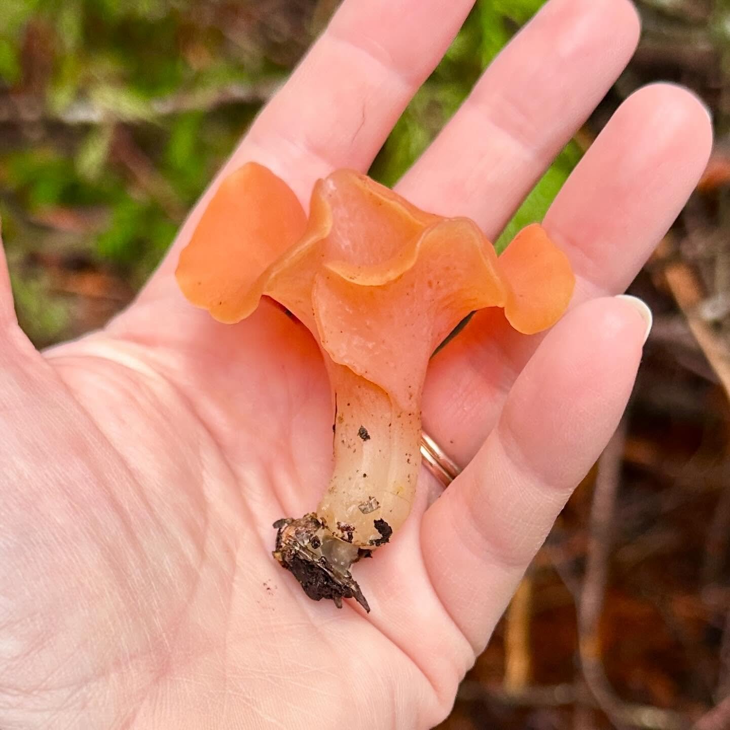 Apricot Jelly, Guepinia helvelloides