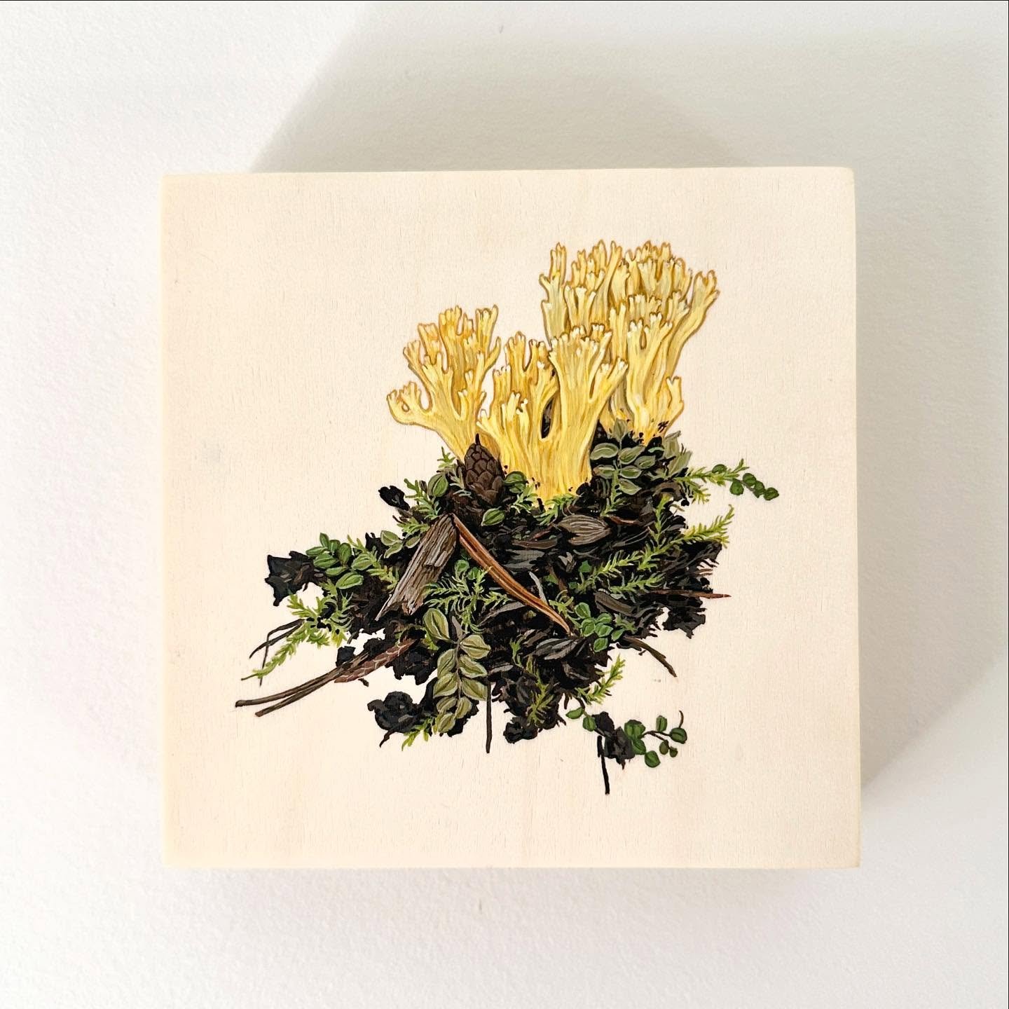 Nature Study III
Ramaria sp.
6&rdquo; x 6&rdquo; 
Available in my web shop.
 
A member of the coral fungi group, named for their resemblance to marine coral. Ramaria are apart of this group with about 40 species found in BC. They are often referred t