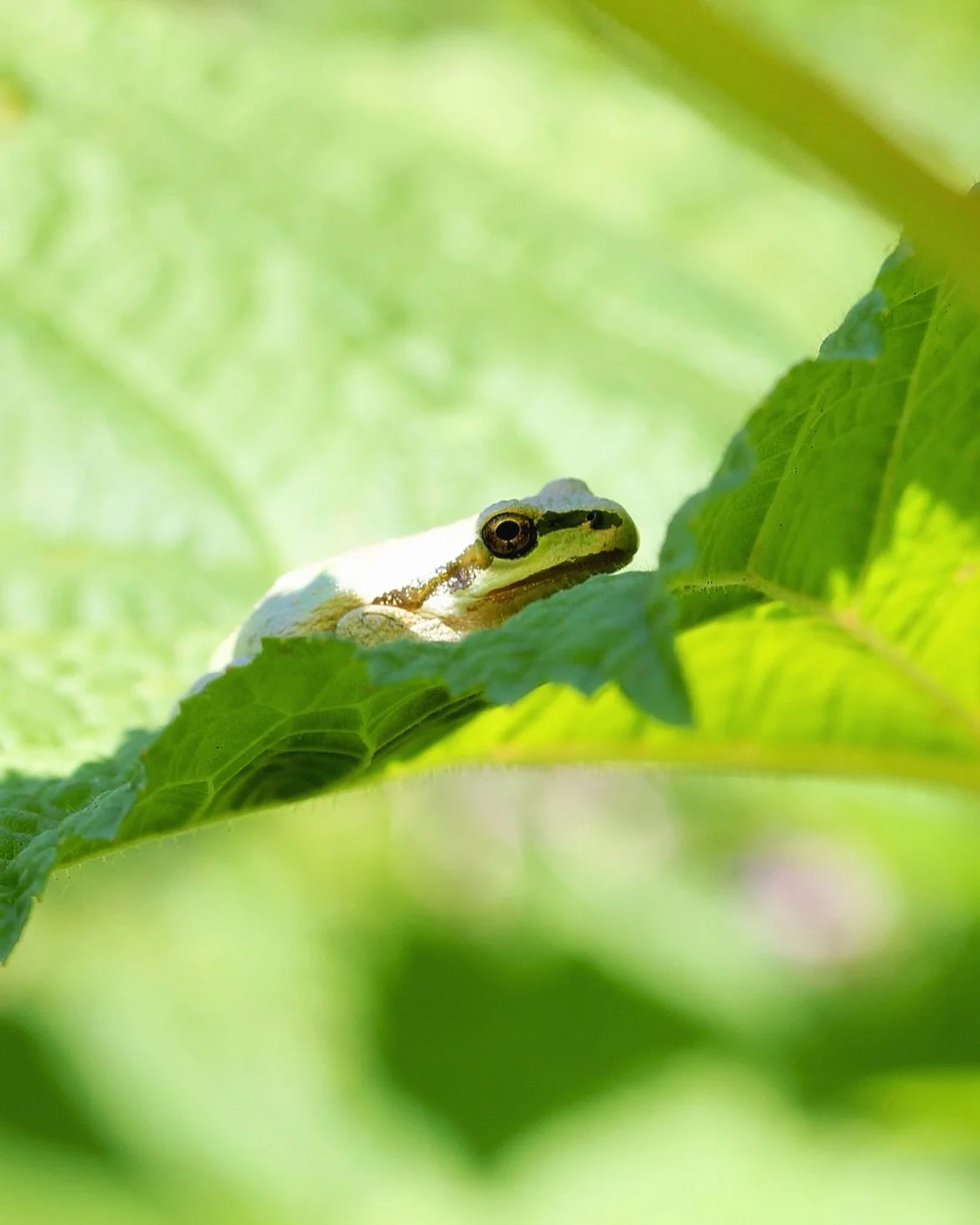 Little Pacific Tree Frog hiding in the Thimbleberry leaves during the heat of the day.