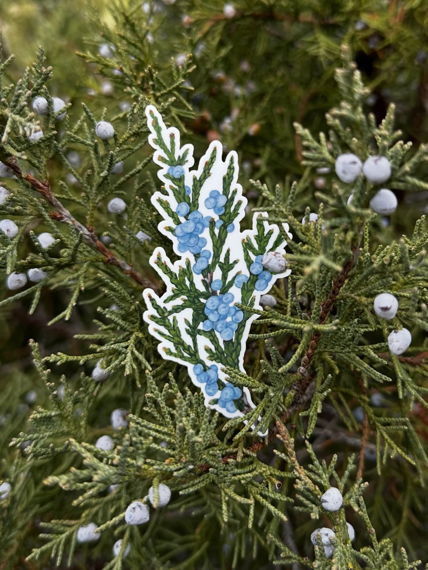 Rocky Mountain Juniper, Juniperus scopulorum.

Waterproof vinyl sticker