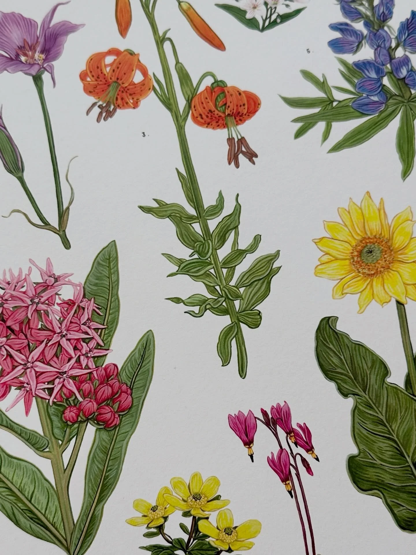 Okanagan Flowering Plants detail