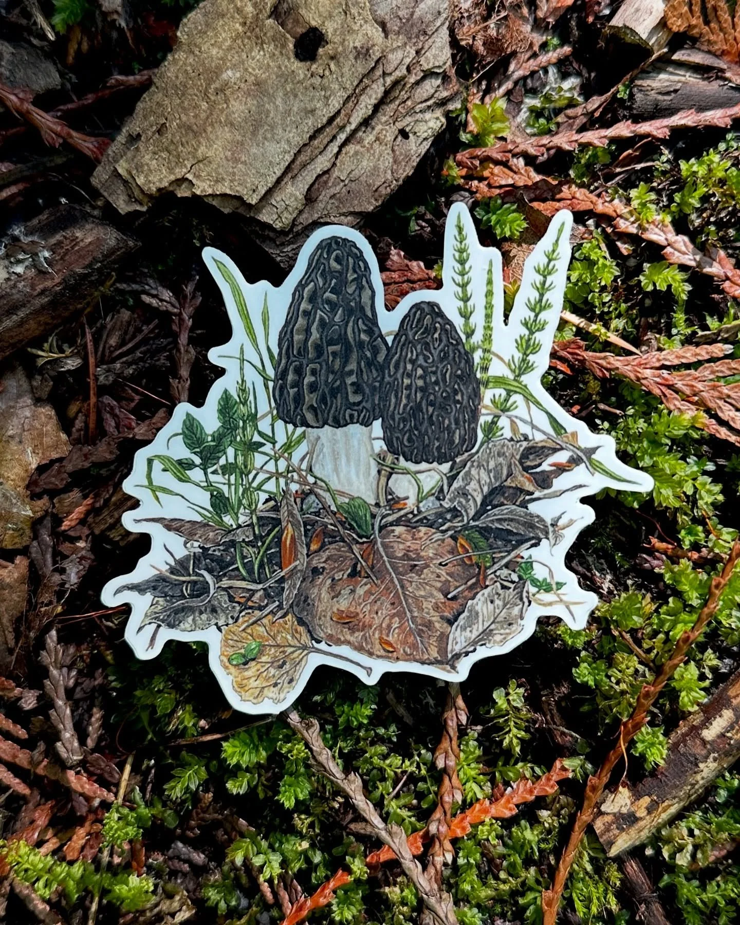 Took some stickers on a walk today to photograph them where we foraged in the spring.  Natural Morel Vinyl sticker.
