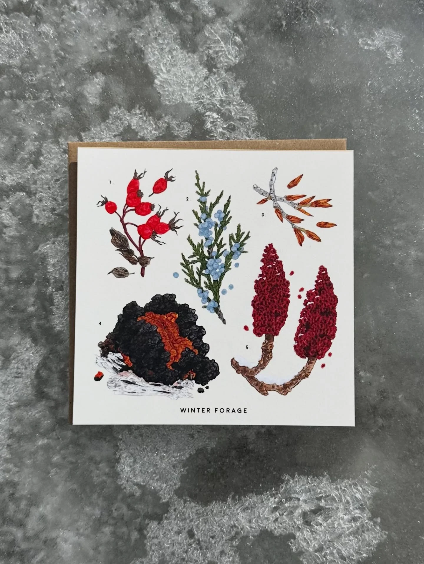 Winter forage greeting card. Featuring Chaga, Rocky Mountain Juniper, sumac, Poplar buds, and Rose hips.