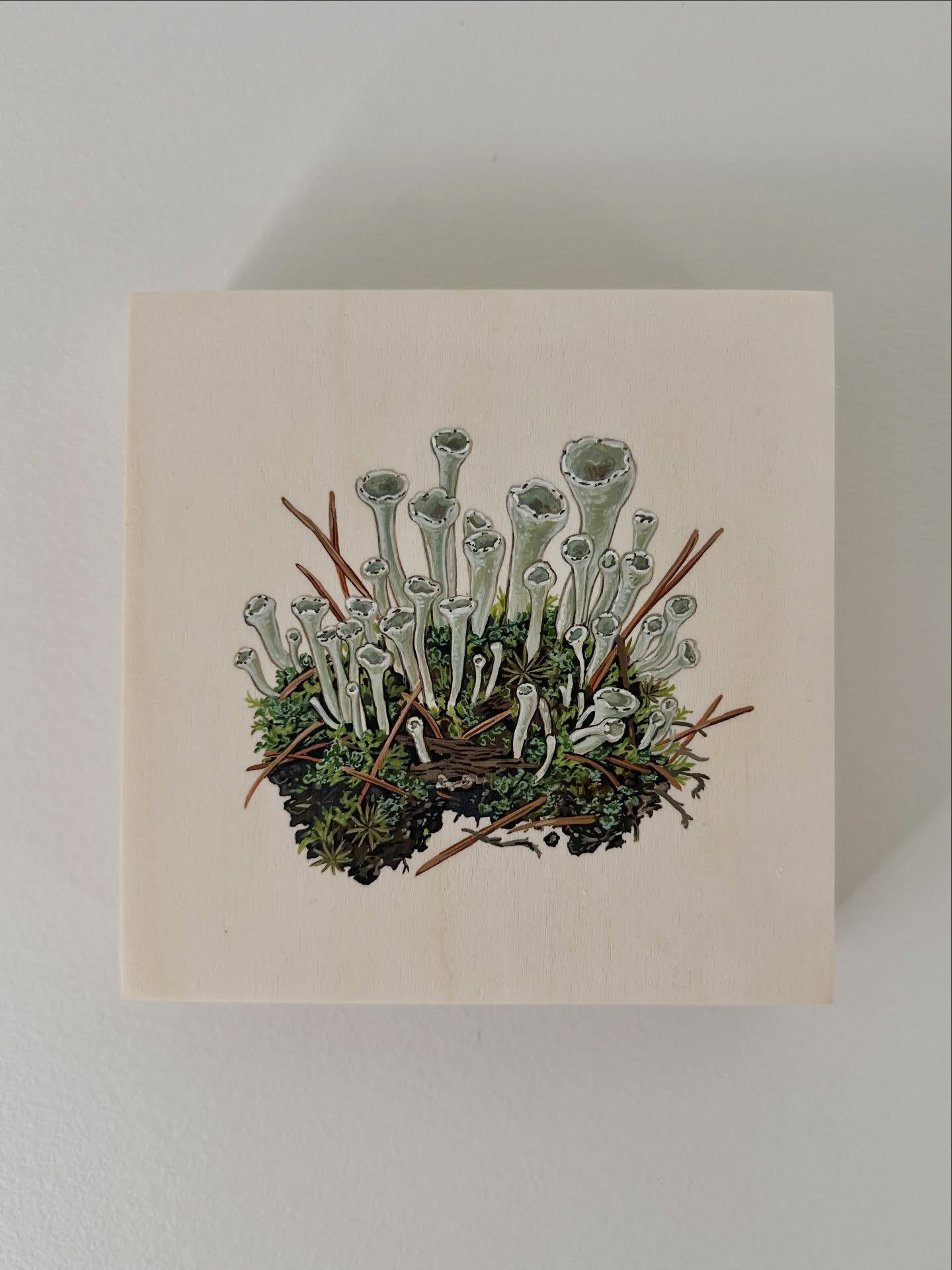 This sweet little Trumpet-cup Lichen painting went too it&rsquo;s new home the other week! I&rsquo;m always so delighted when folks add one of my originals to their collection. You can find a small selection of original paintings in my web shop✨