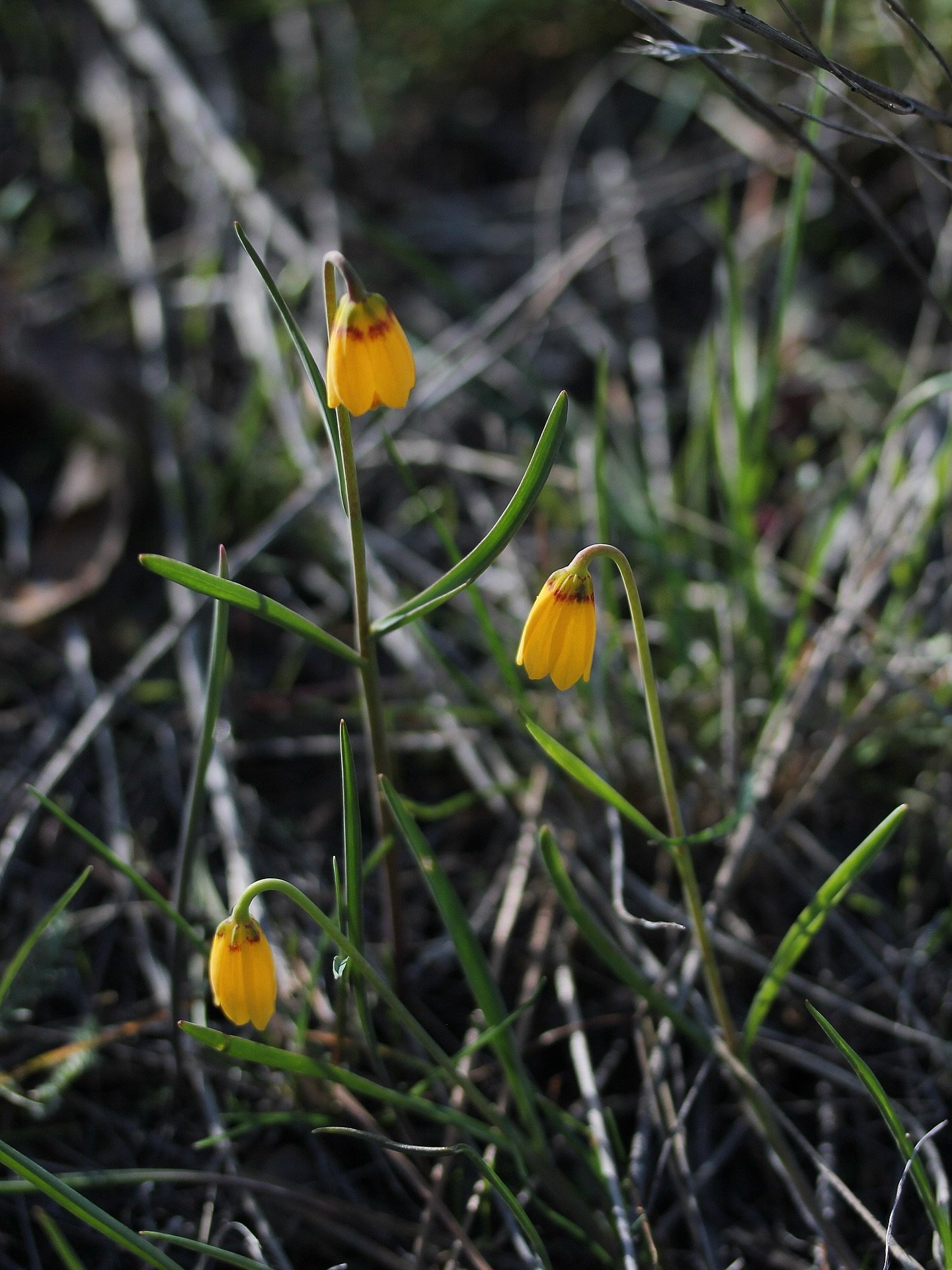 Yellow Fritillary / Yellow Bell 
Fritillaria pudica