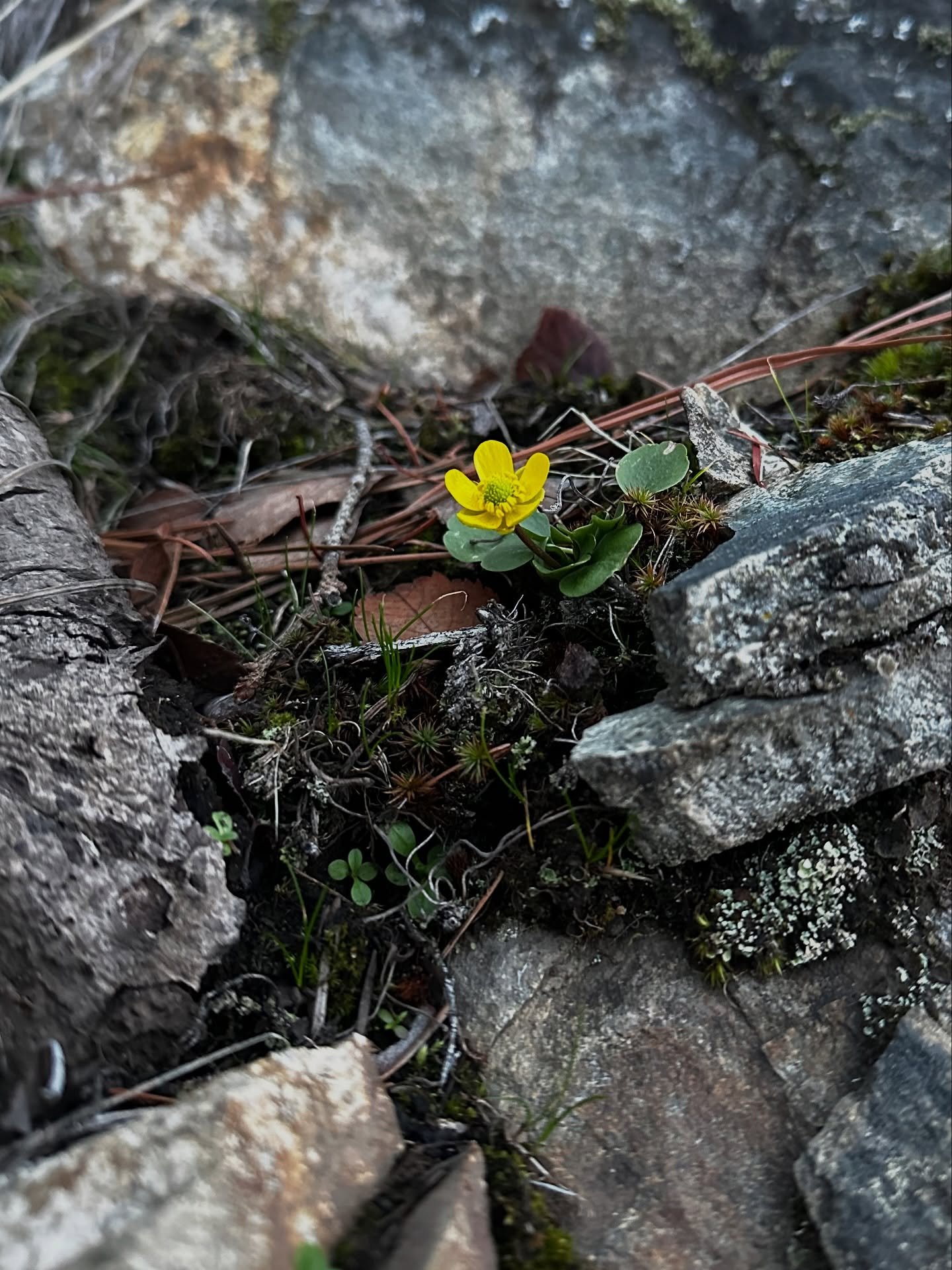 Every year we anticipate the Sagebrush Buttercup flowering and check the same spot along the south shore of Lake Okanagan. This year they are beginning to bloom a month earlier then usual.