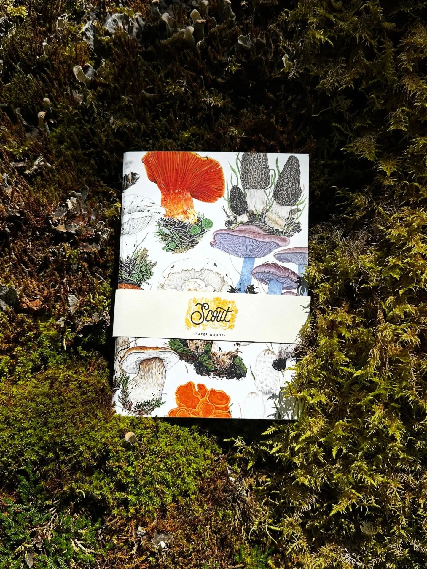 Fungi Notebook in the wild