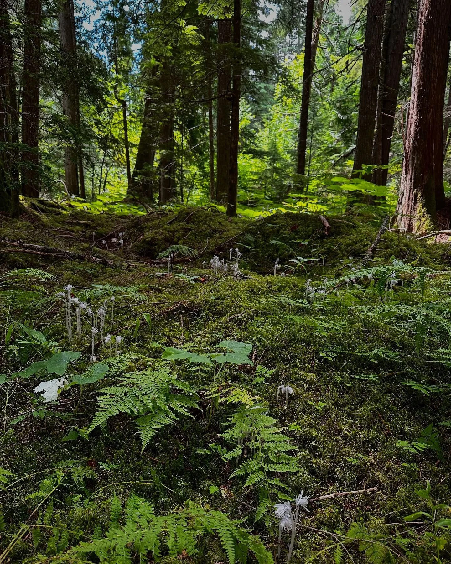 The forest floor feels more magical when the Ghost Pipe are blooming ✨

This is a Myco-Heterotrophic species that parasitize mycorrhizal fungi to gain their nutrients. Their lack of chlorophyll gives them their ghostly white appearance.