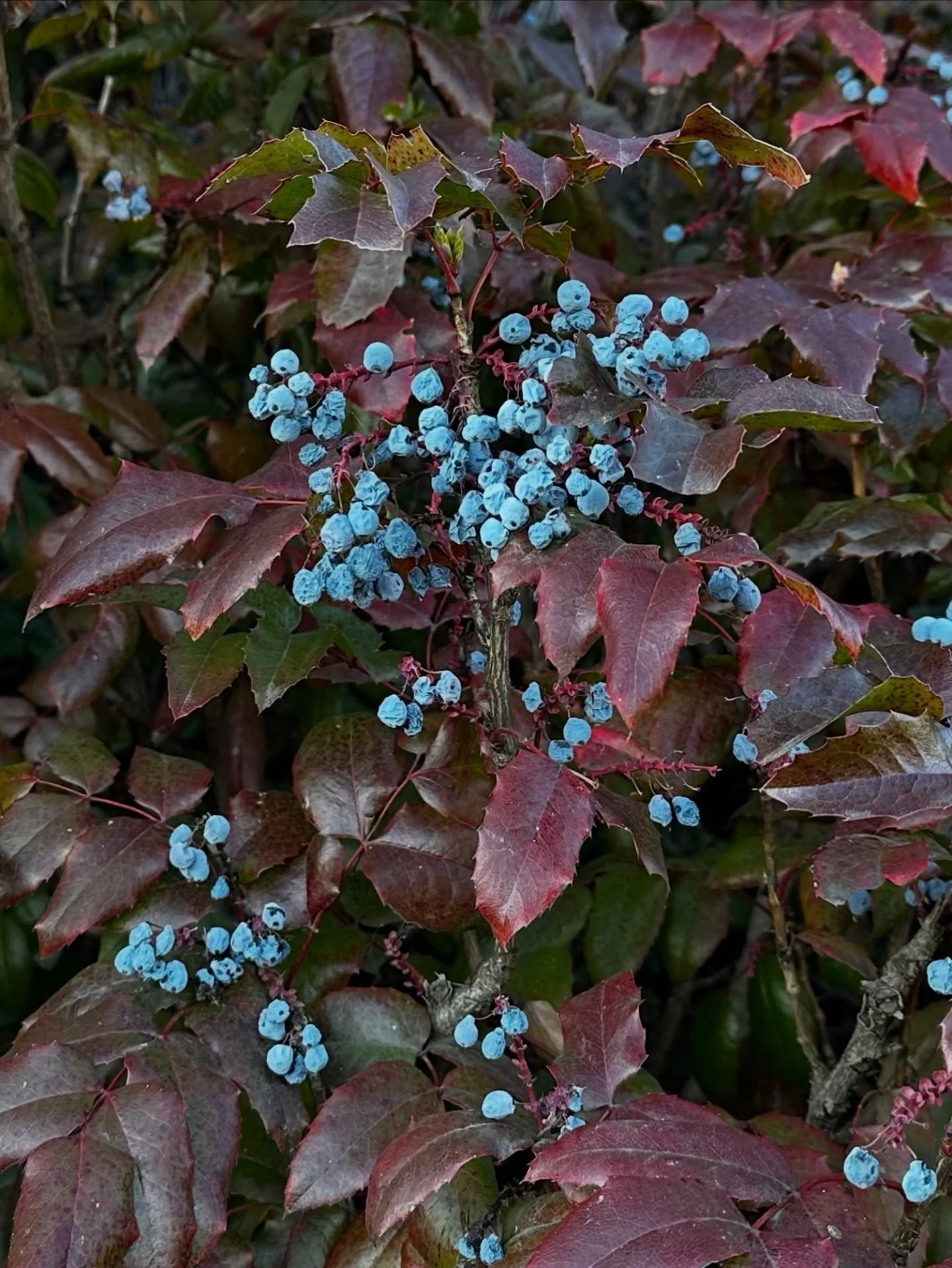 Oregon Grape offering the prettiest winter foliage.