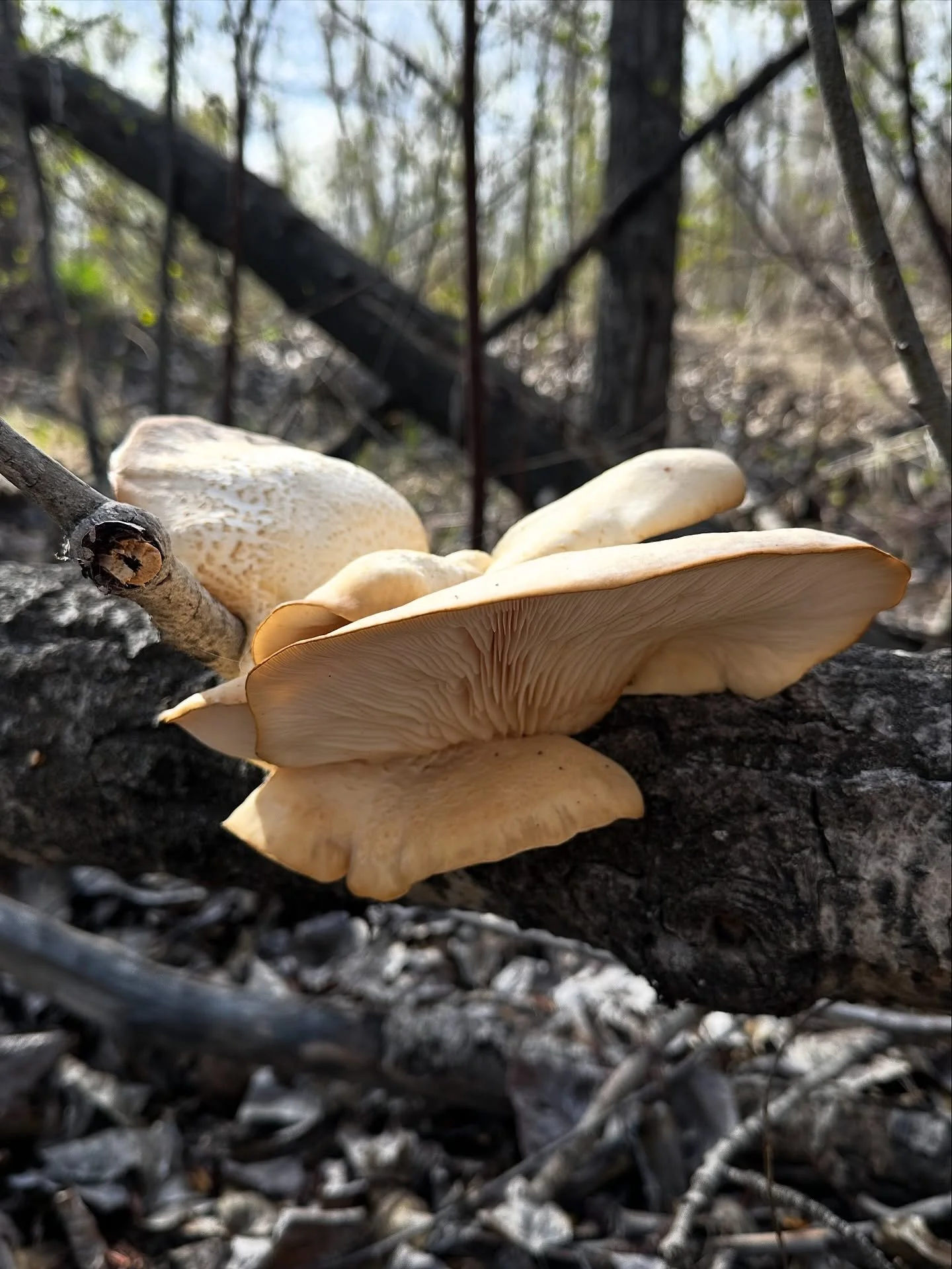 Found the first of this years Oysters 🦪