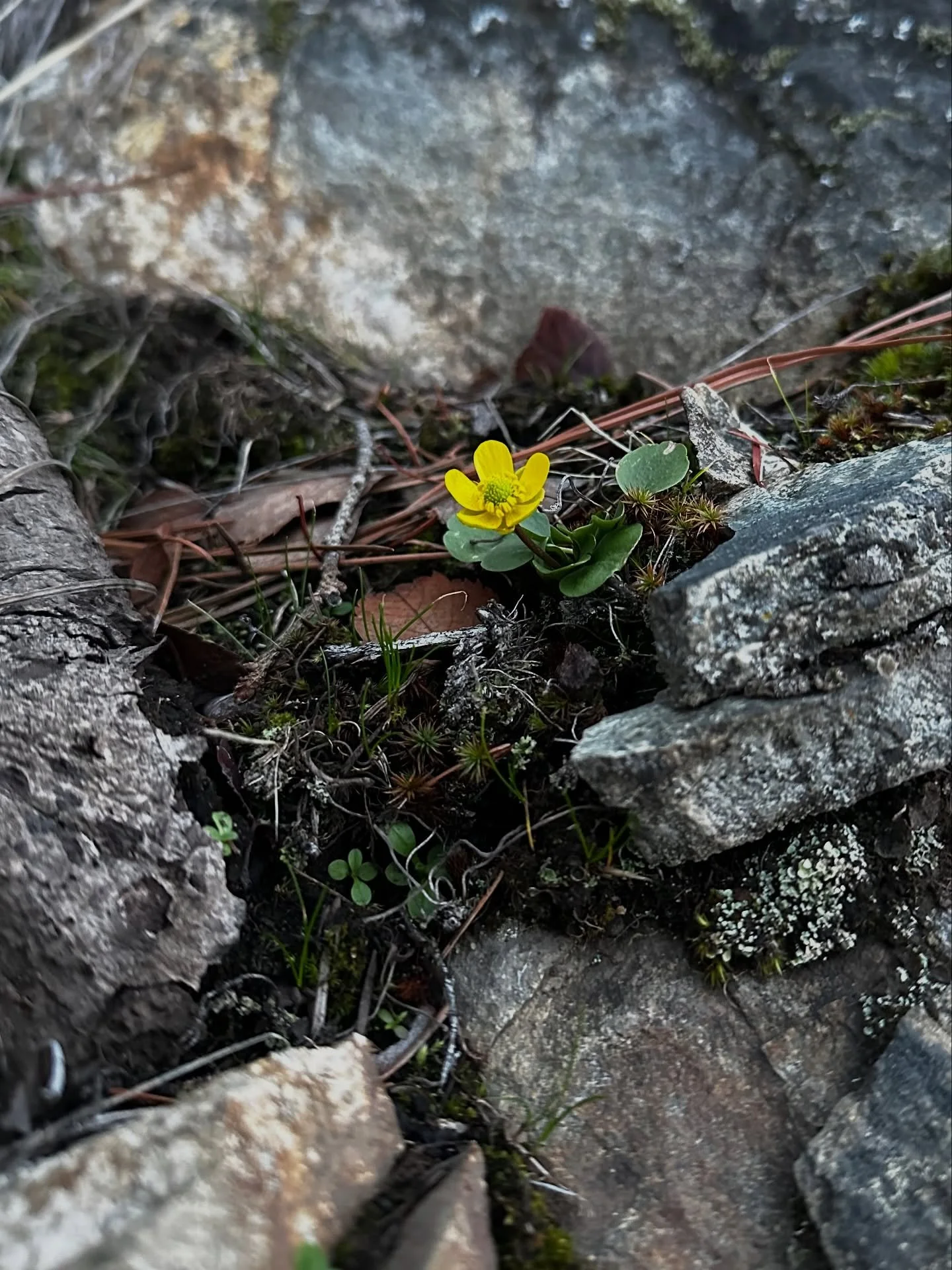 Every year we anticipate the Sagebrush Buttercup flowering and check the same spot along the south shore of Lake Okanagan. This year they are beginning to bloom a month earlier then usual.