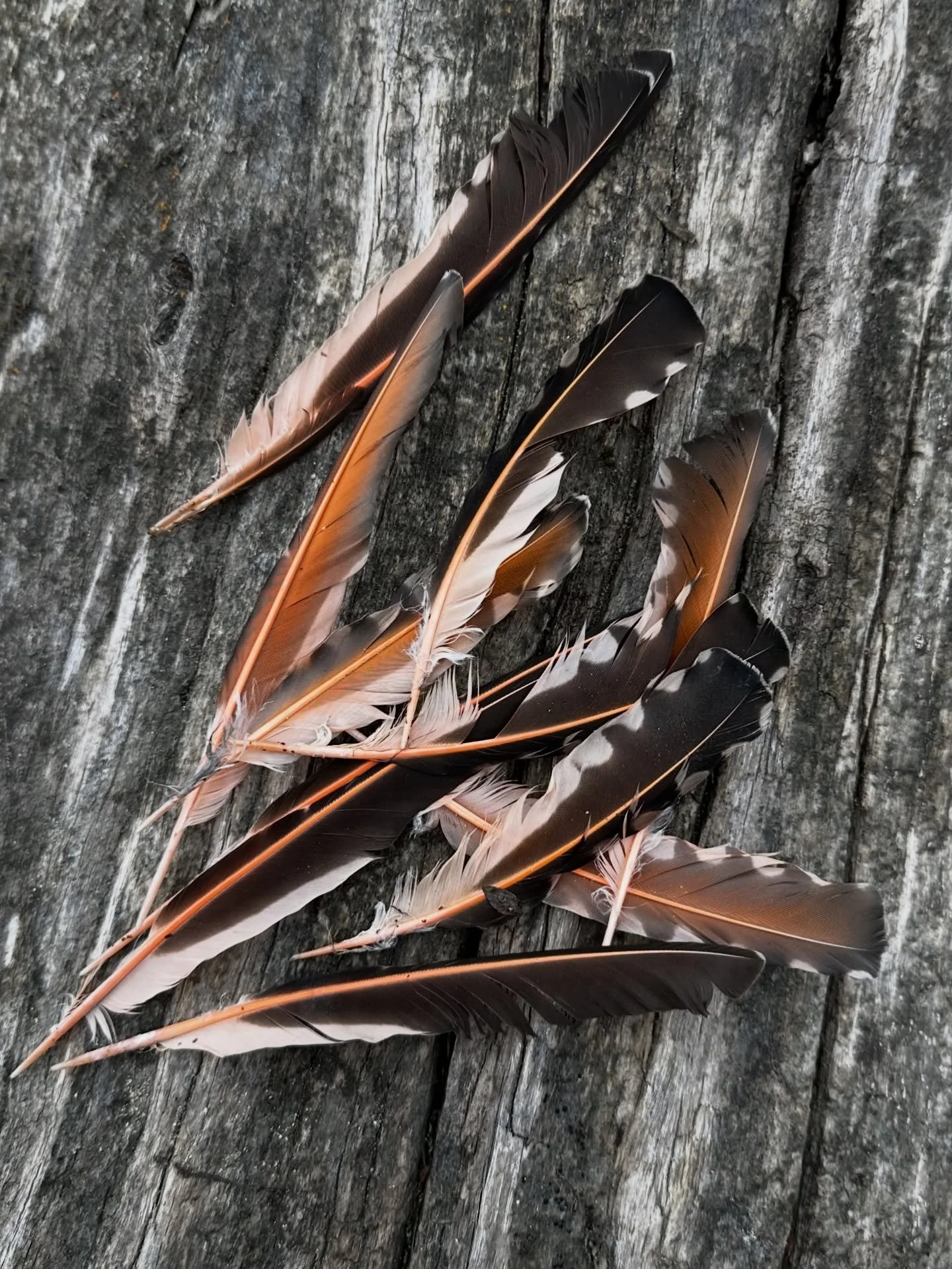 Norther Flicker feathers found scattered in the leaves of last season.