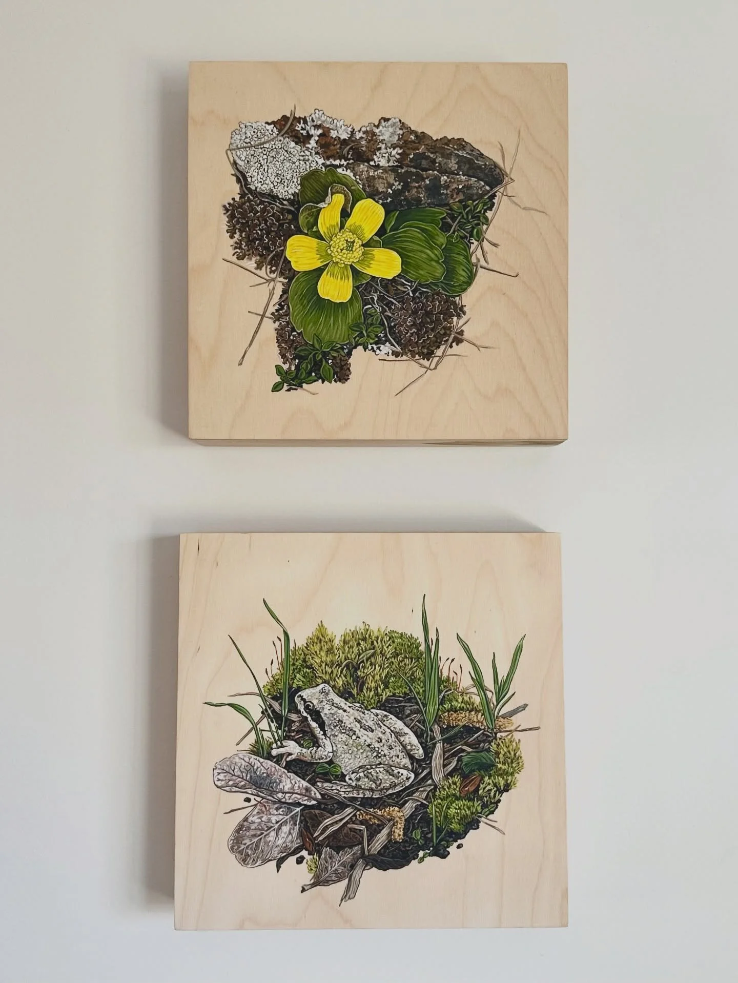 Signs of Spring! With the early arrival of the Sagebrush Buttercups in the Okanagan I&rsquo;m curious if the Pacific Chorus Frogs have begun to emerge.  They hibernate in rocky crevices, burrows and logs. As they emerge in spring they begin to call a