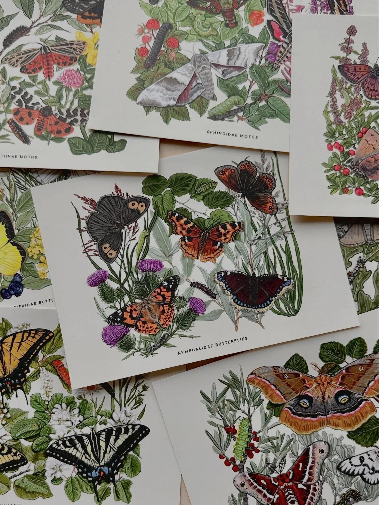 Lepidoptera postcards 🦋