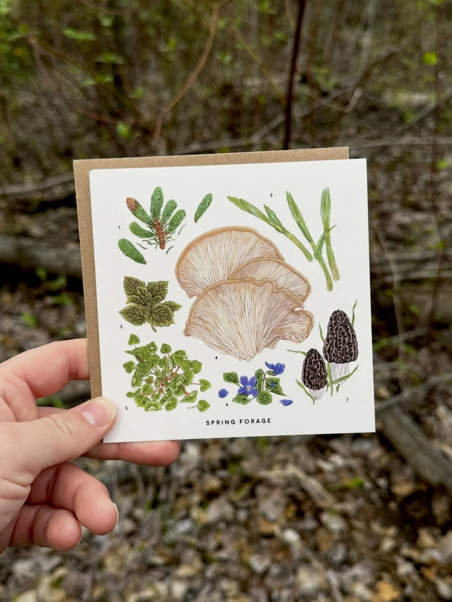 In season! A little collection of commonly spring foraged plants and fungi. 🌱