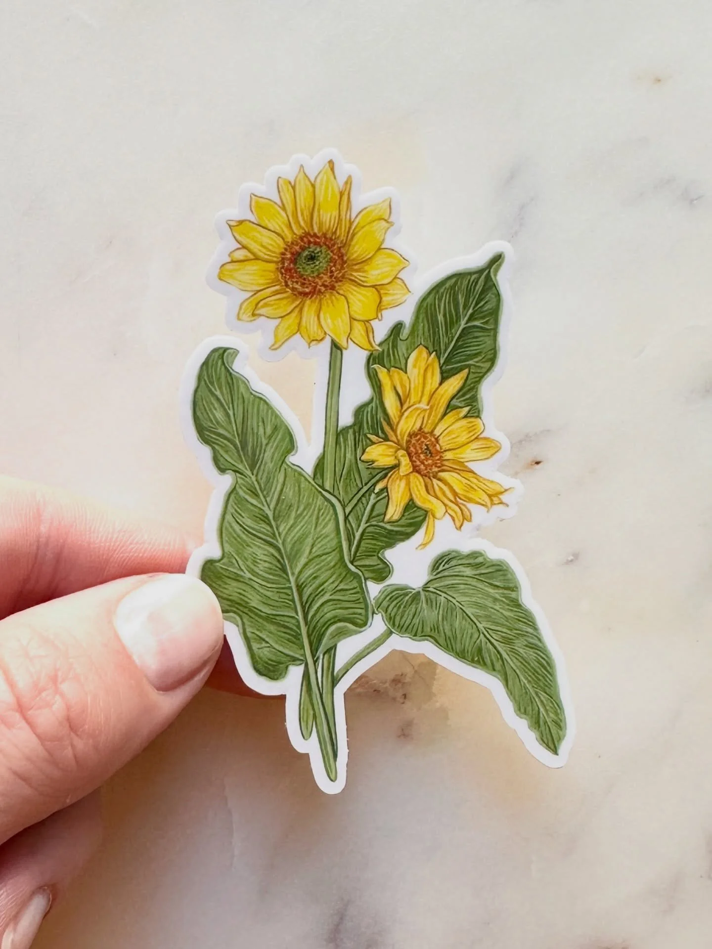 Arrowleaf Balsamroot vinyl waterproof sticker 🌻