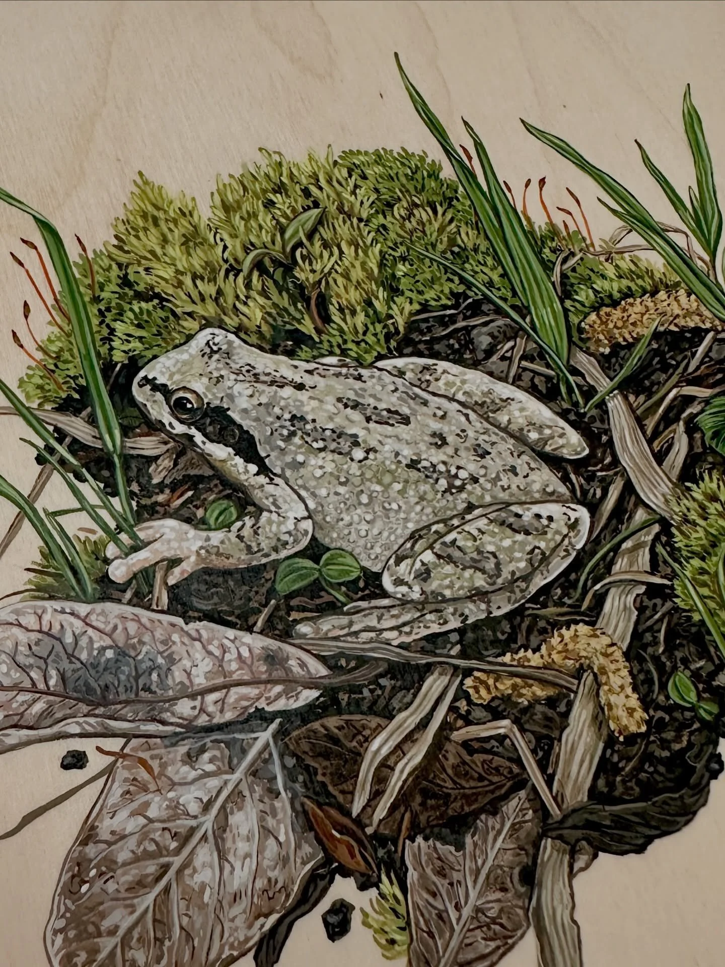 This sweet little Pacific Chorus Frog original painting is in my web shop, and 30% off with my sale! 🌞