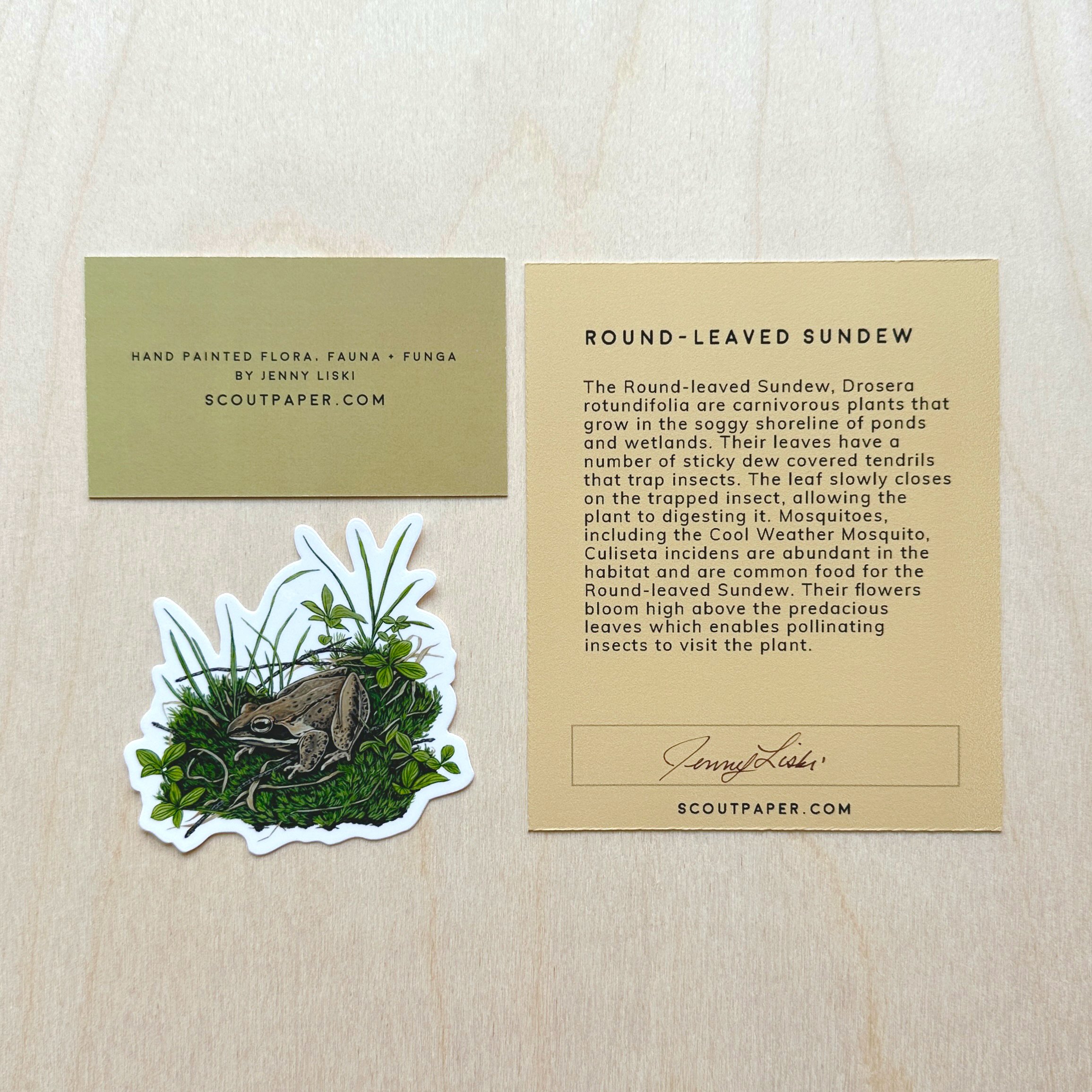 write-up-Round-leaved-Sundew.jpg