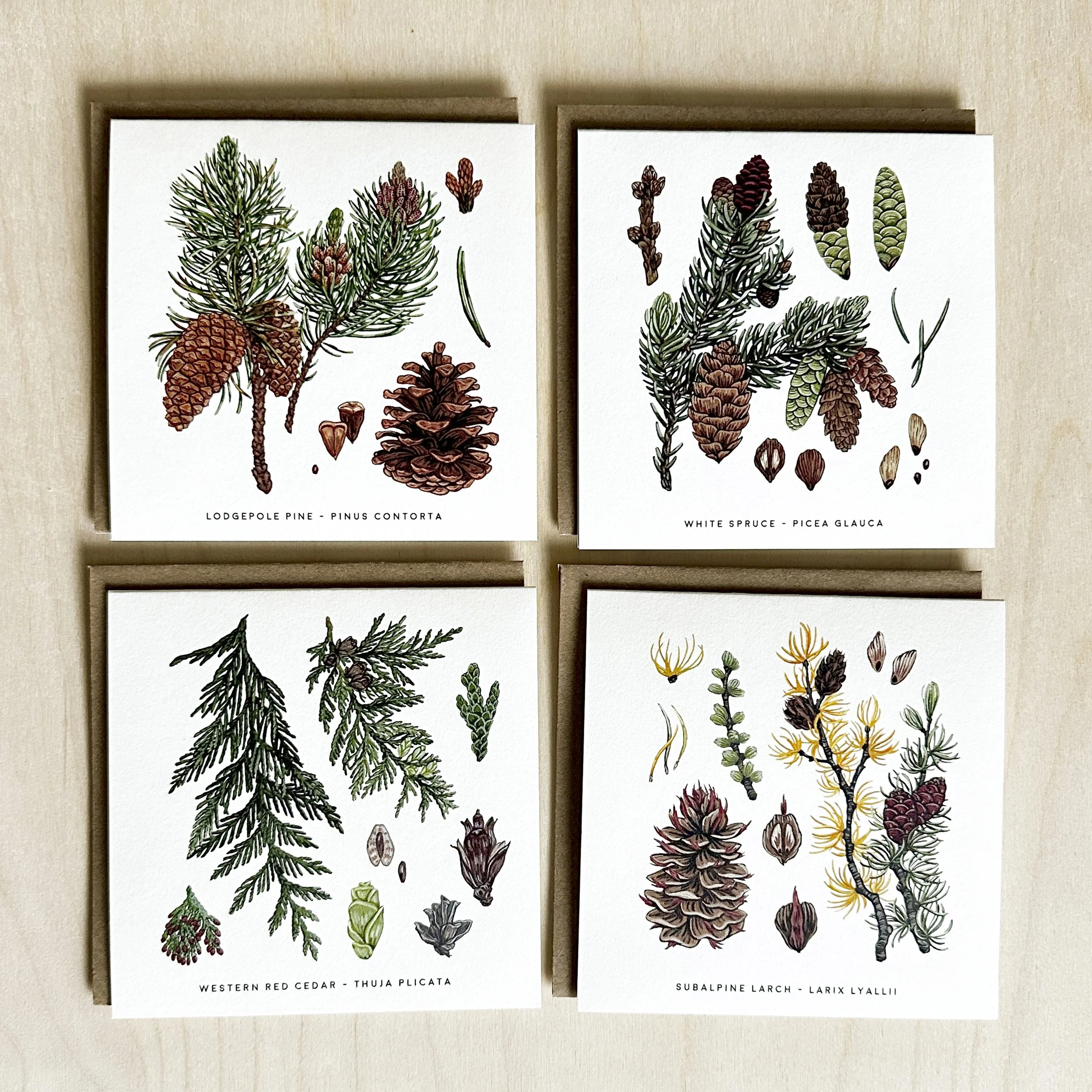 CONIFER CARD PACK 1.jpg