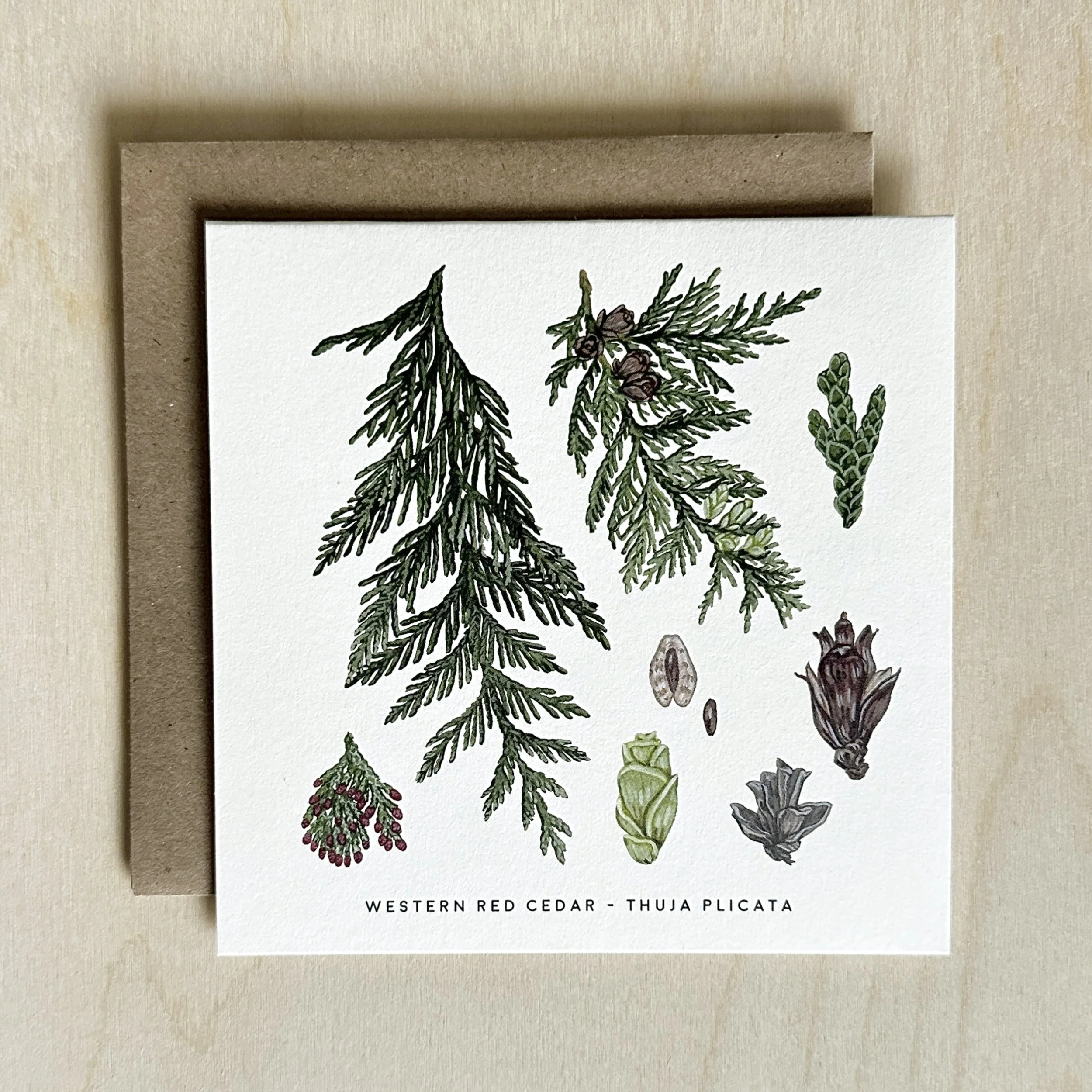 WESTERN RED CEDAR.jpg