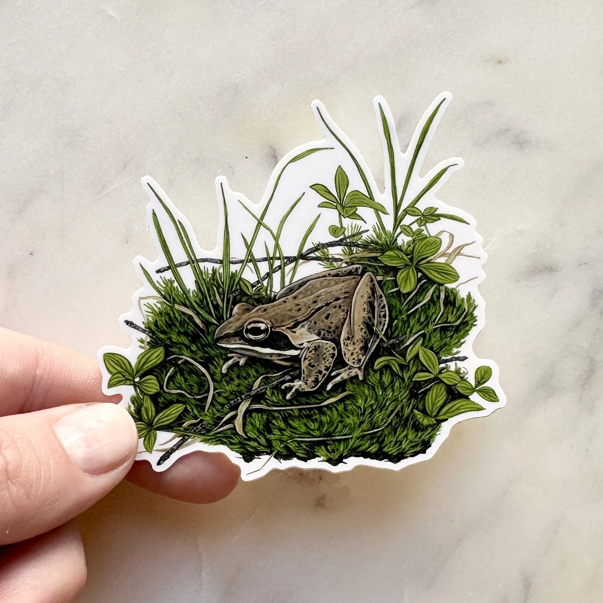 Wood Frog