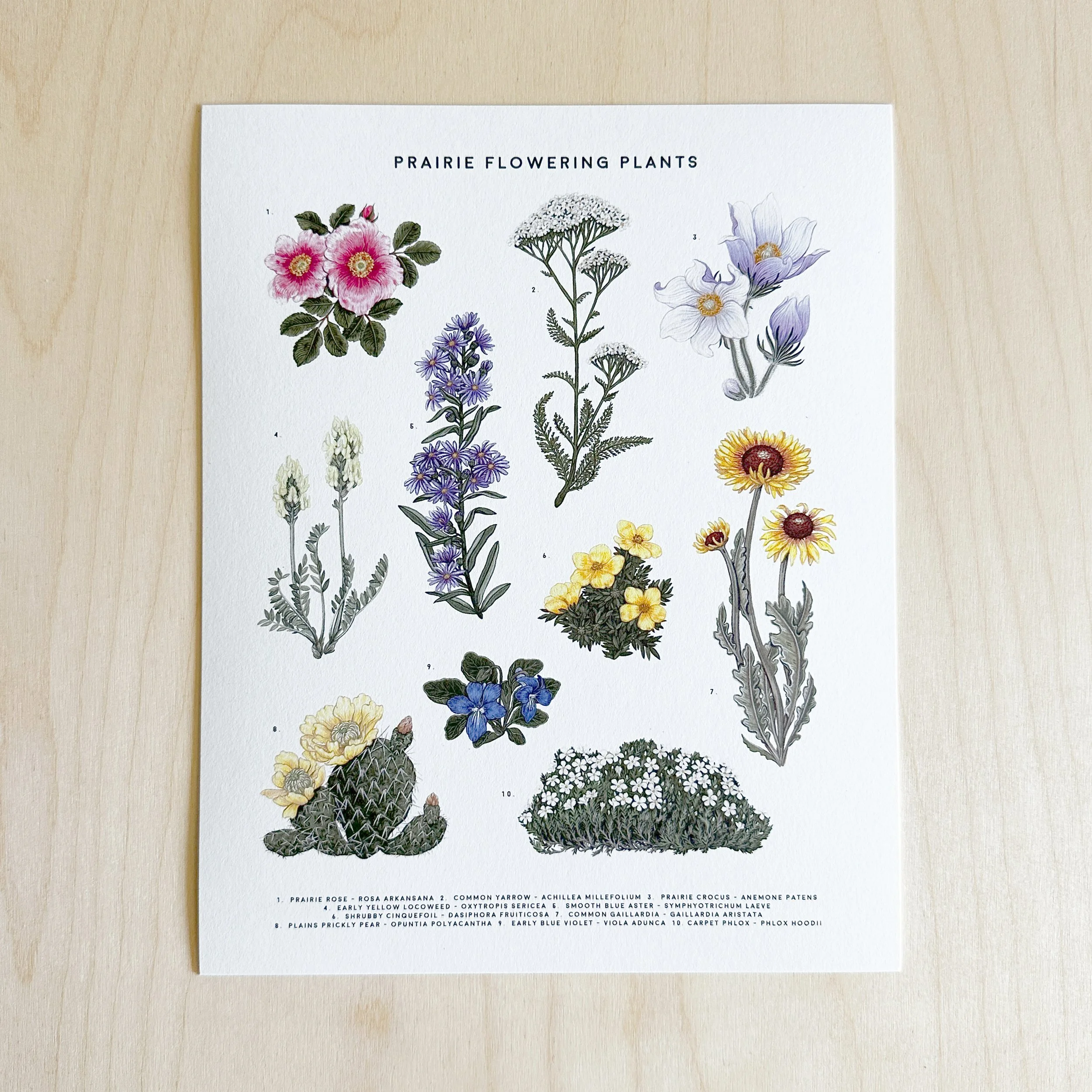 8x10-Prairie-Flowering-Plants-2025.jpg