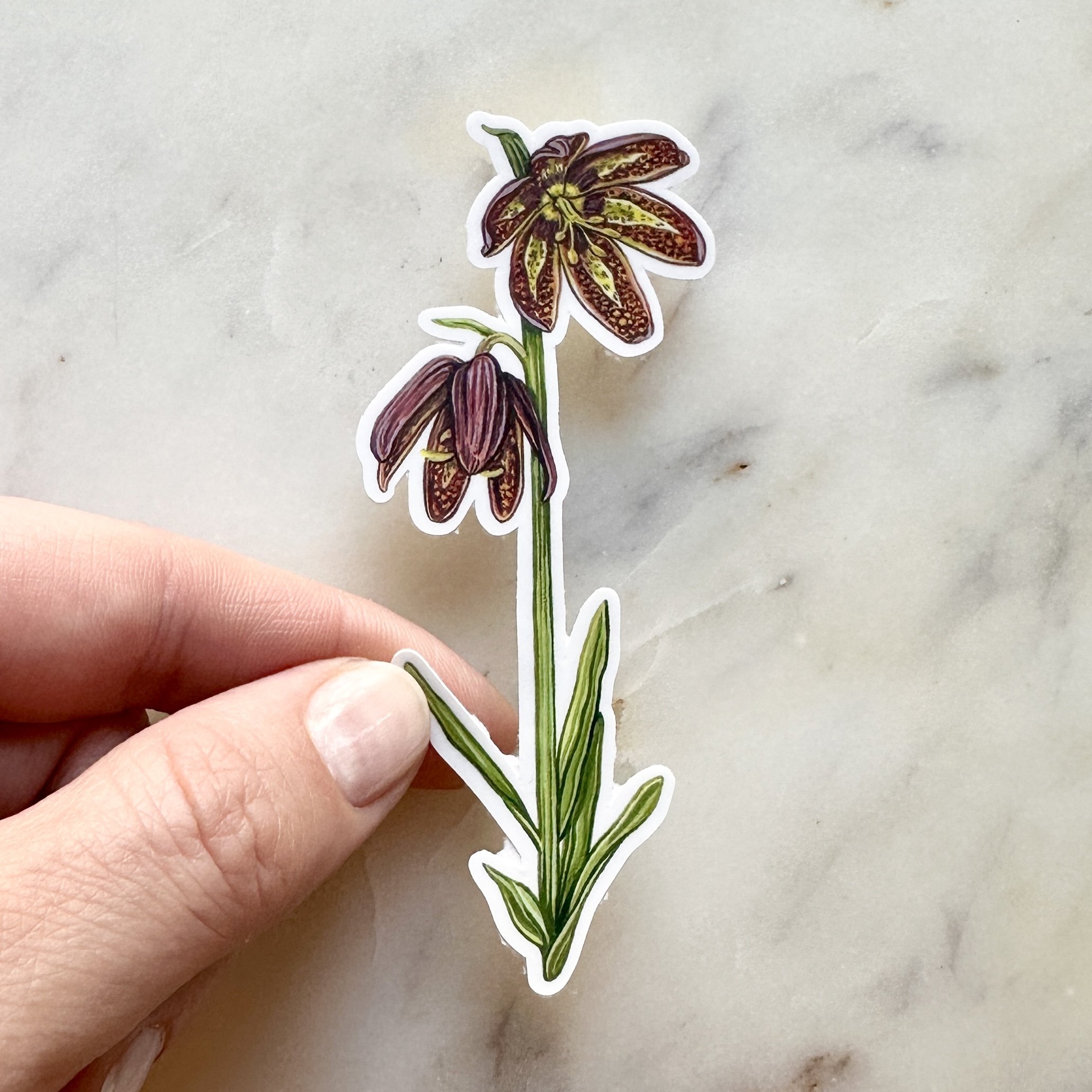 Chocolate Lily