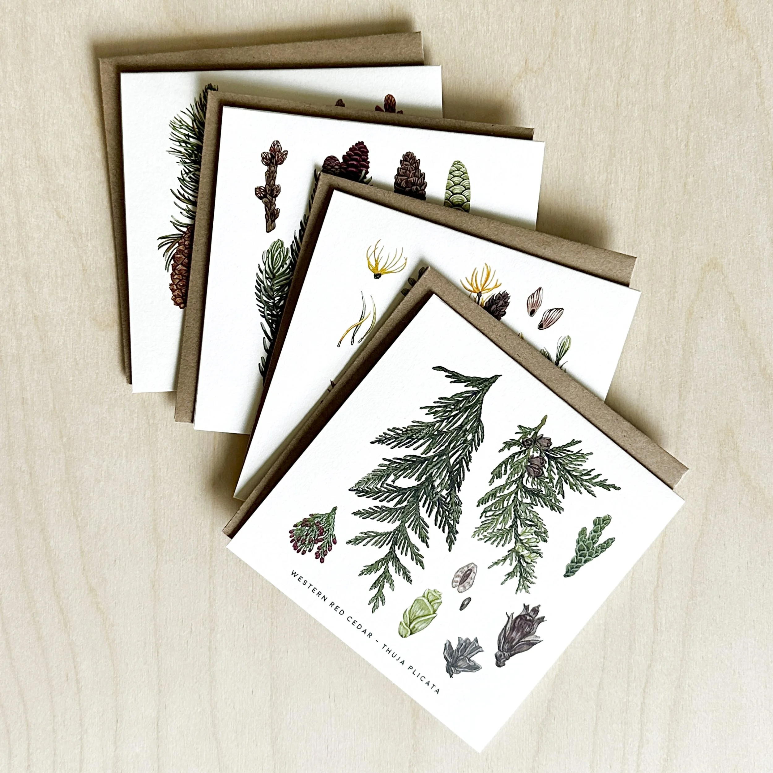 CONIFER CARD PACK 2.jpg