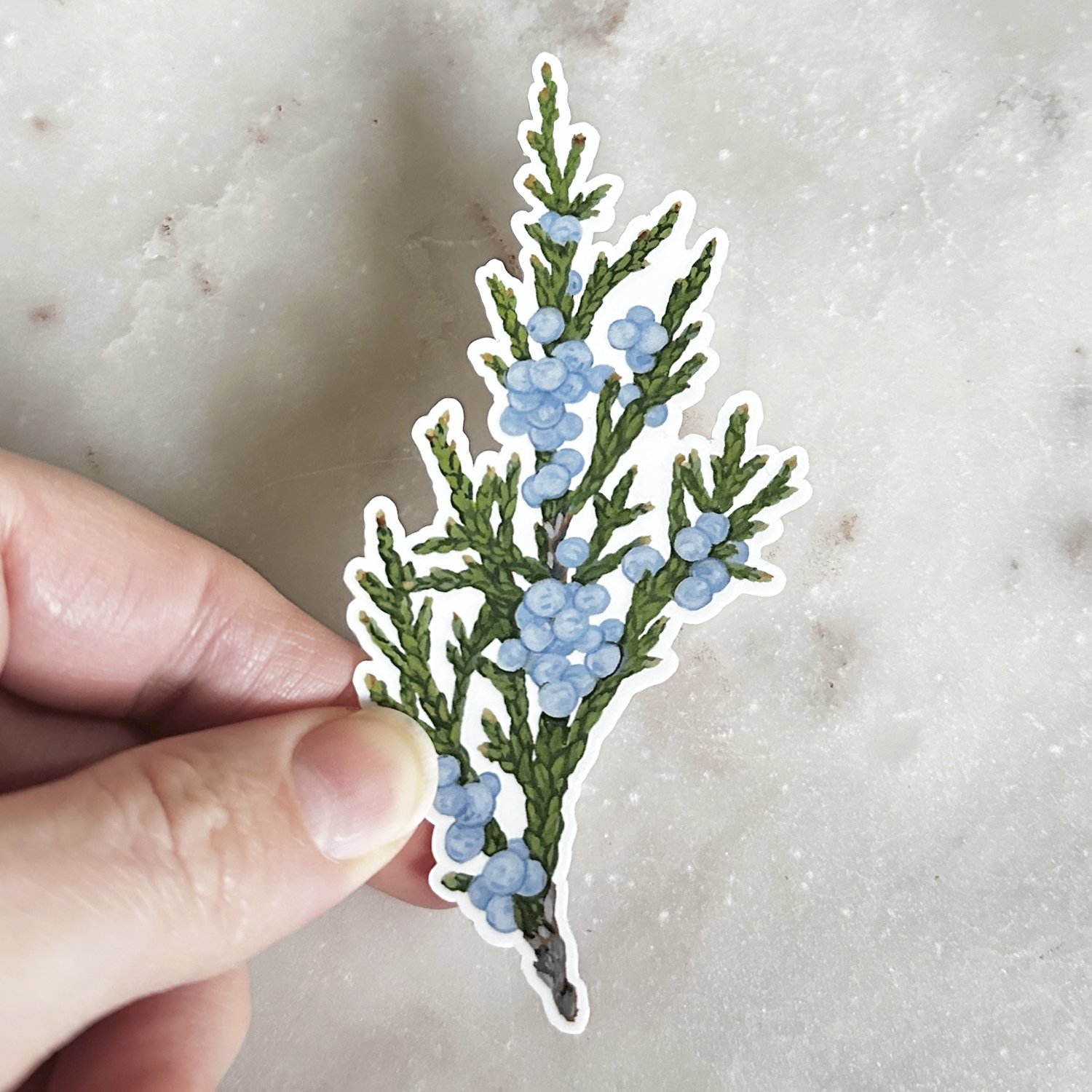 Rocky Mountain Juniper