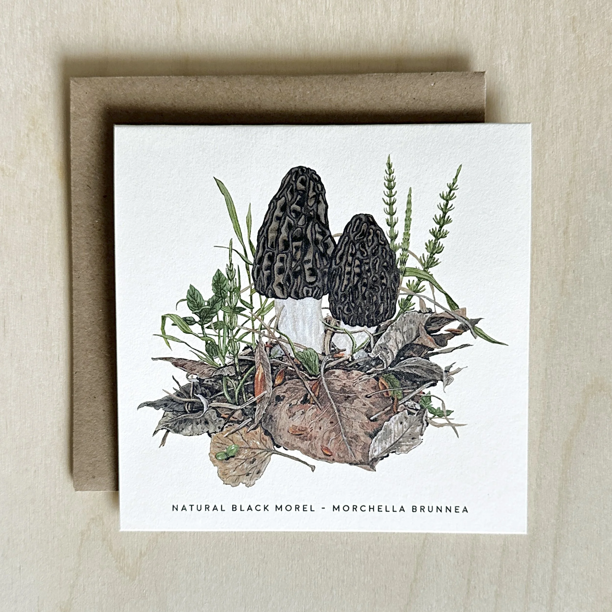 Natural Black Morel Mushroom