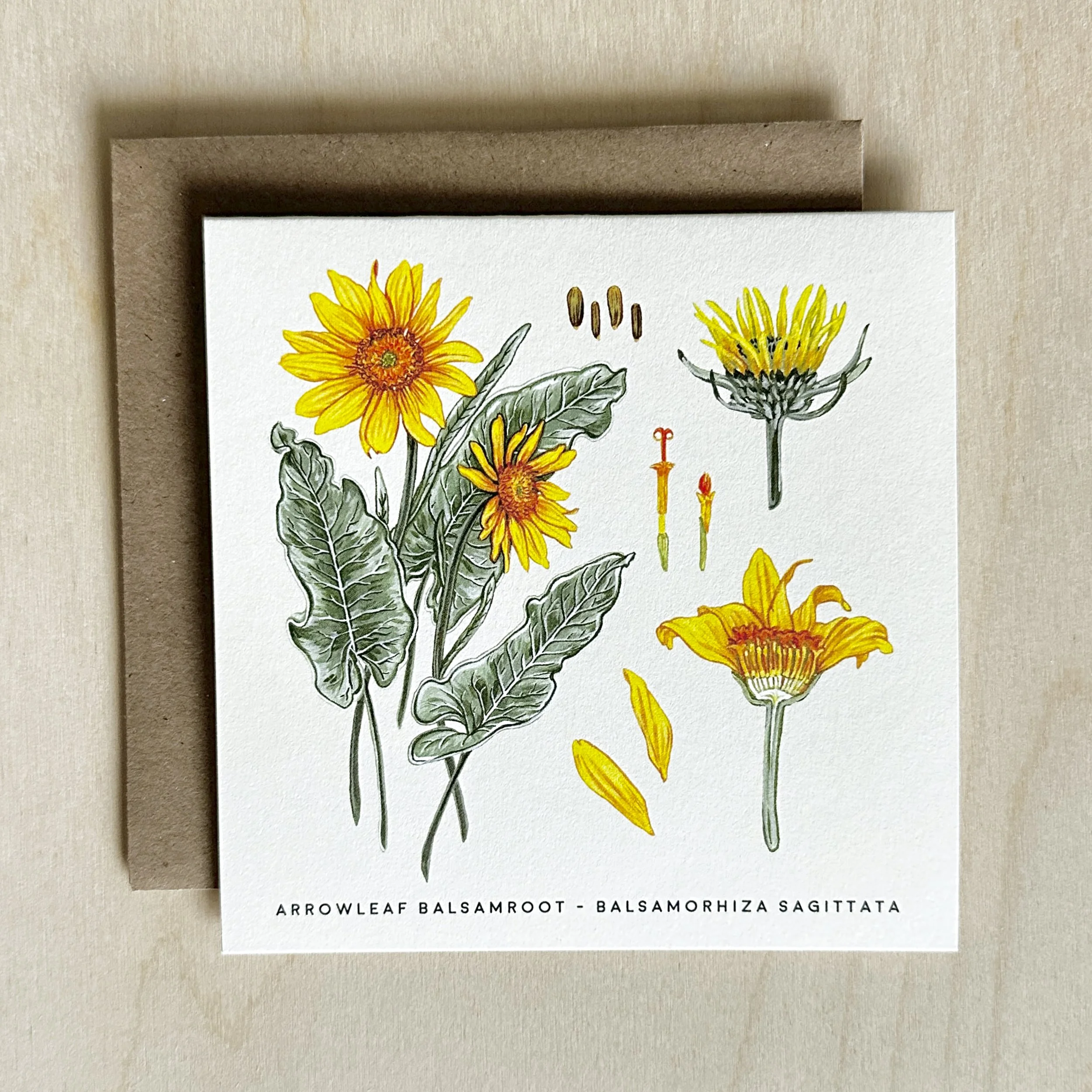 ARROWLEAF BALSAMROOT.jpg