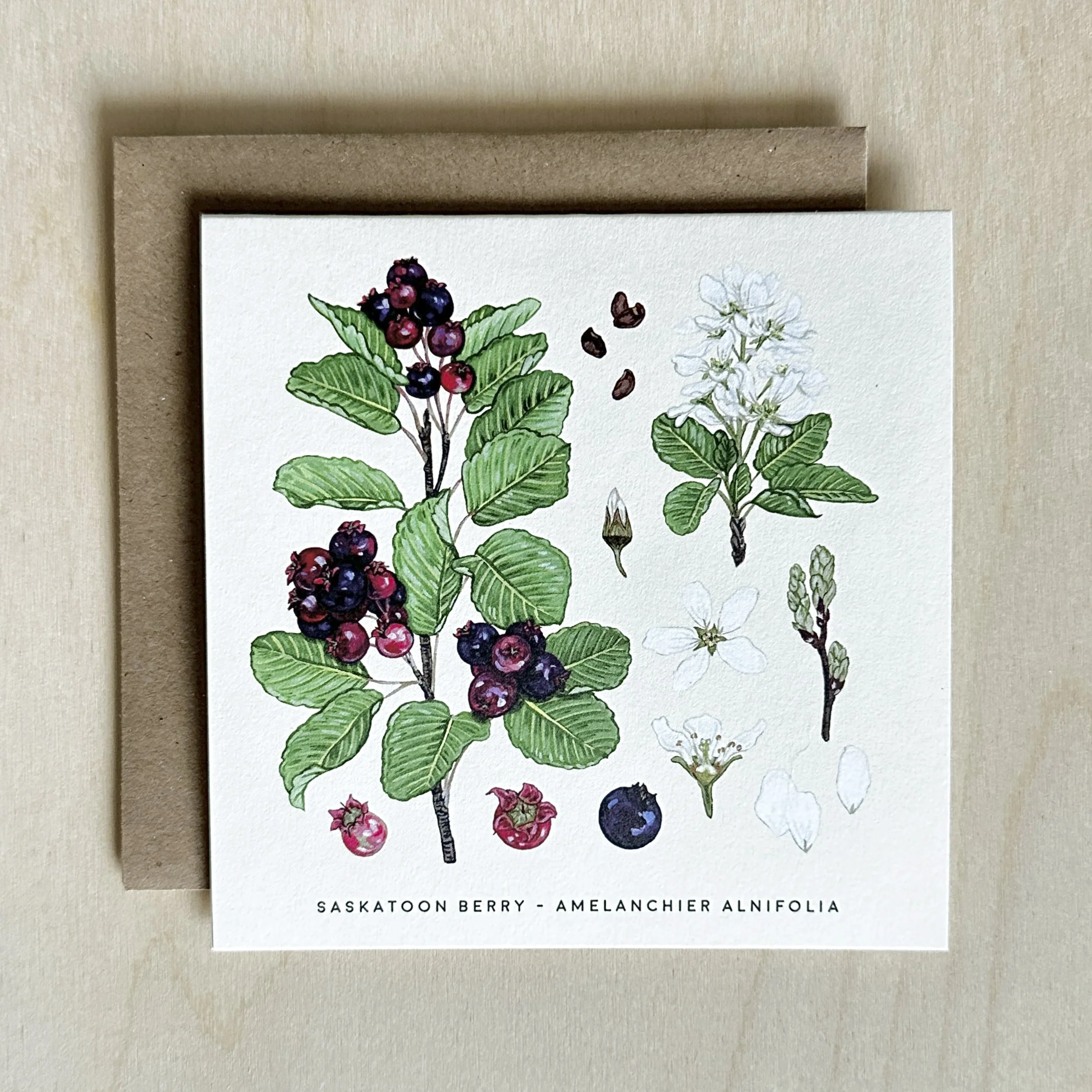 Saskatoon Berry card