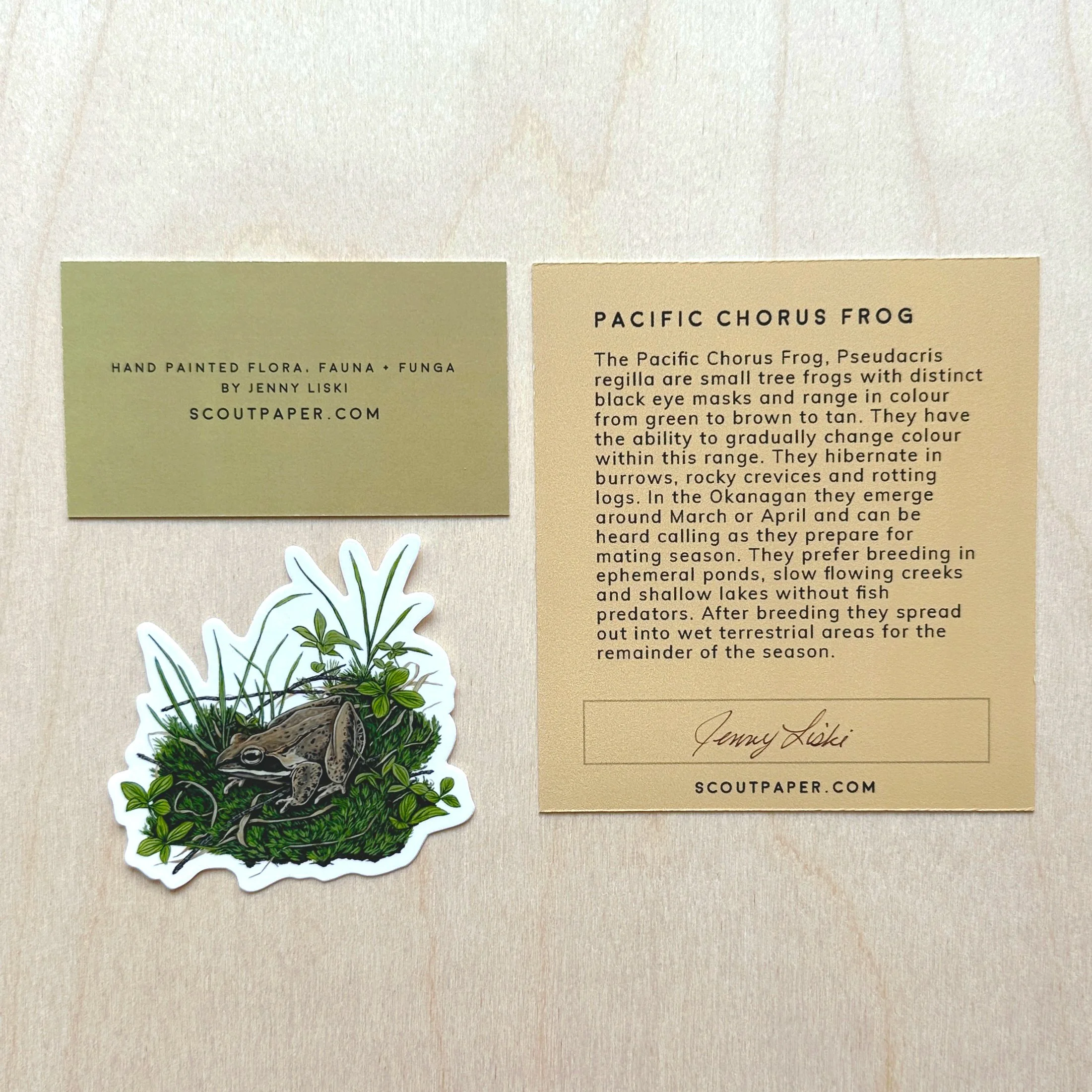 write-up-pacific-chorus-frog.jpg