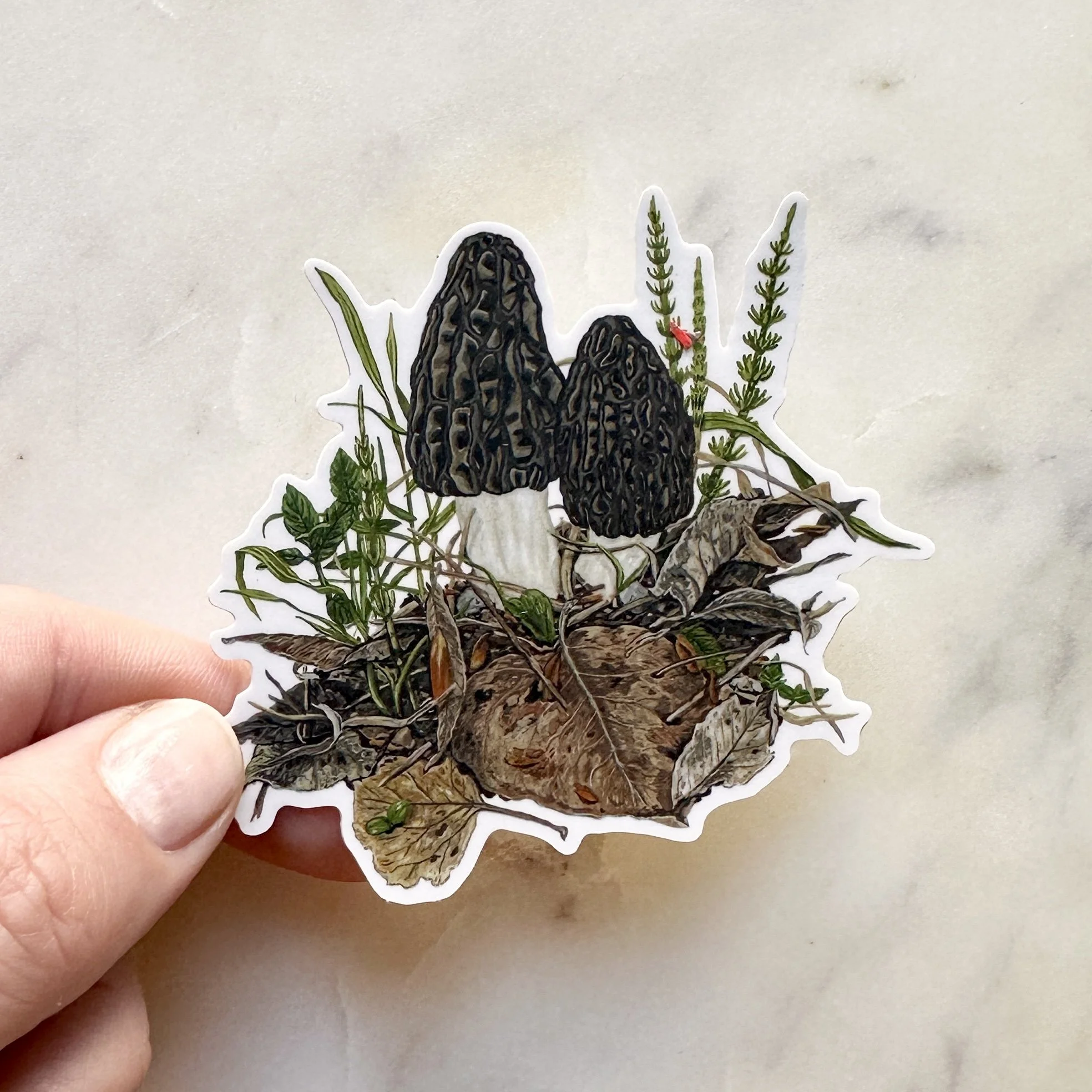 Morel Mushroom