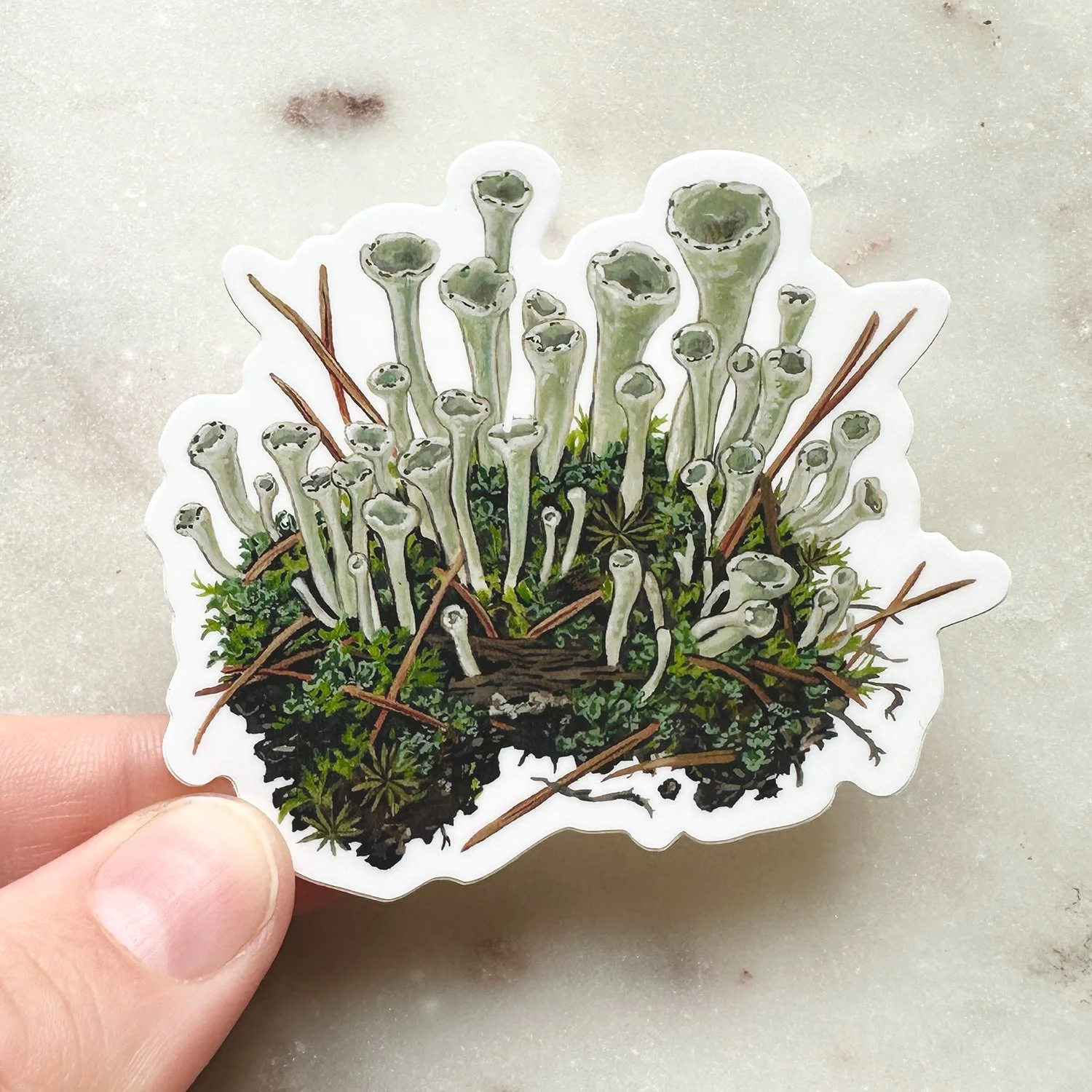 Trumpet-cup Lichen