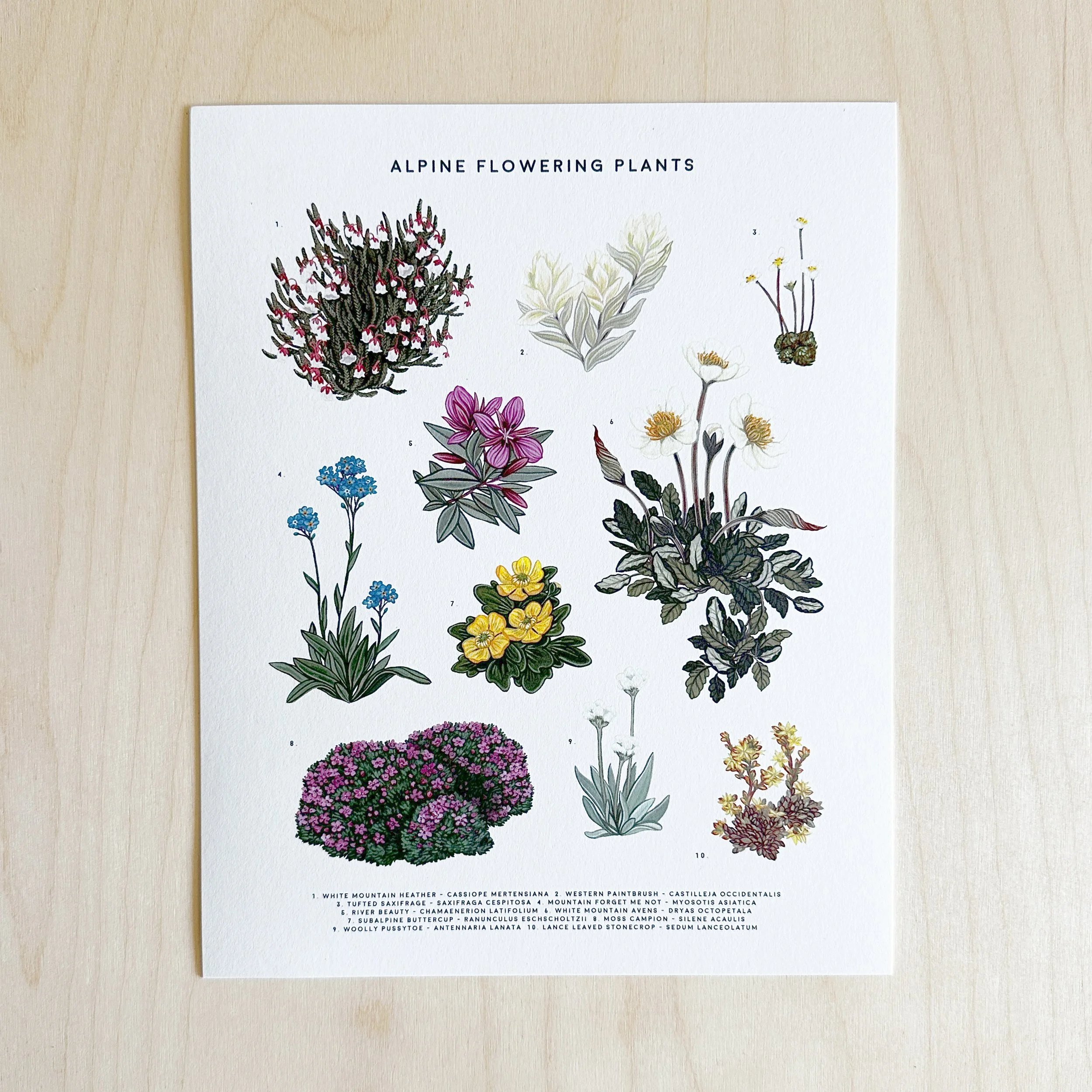 8x10-Alpine-Flowering-Plants-2025.jpg