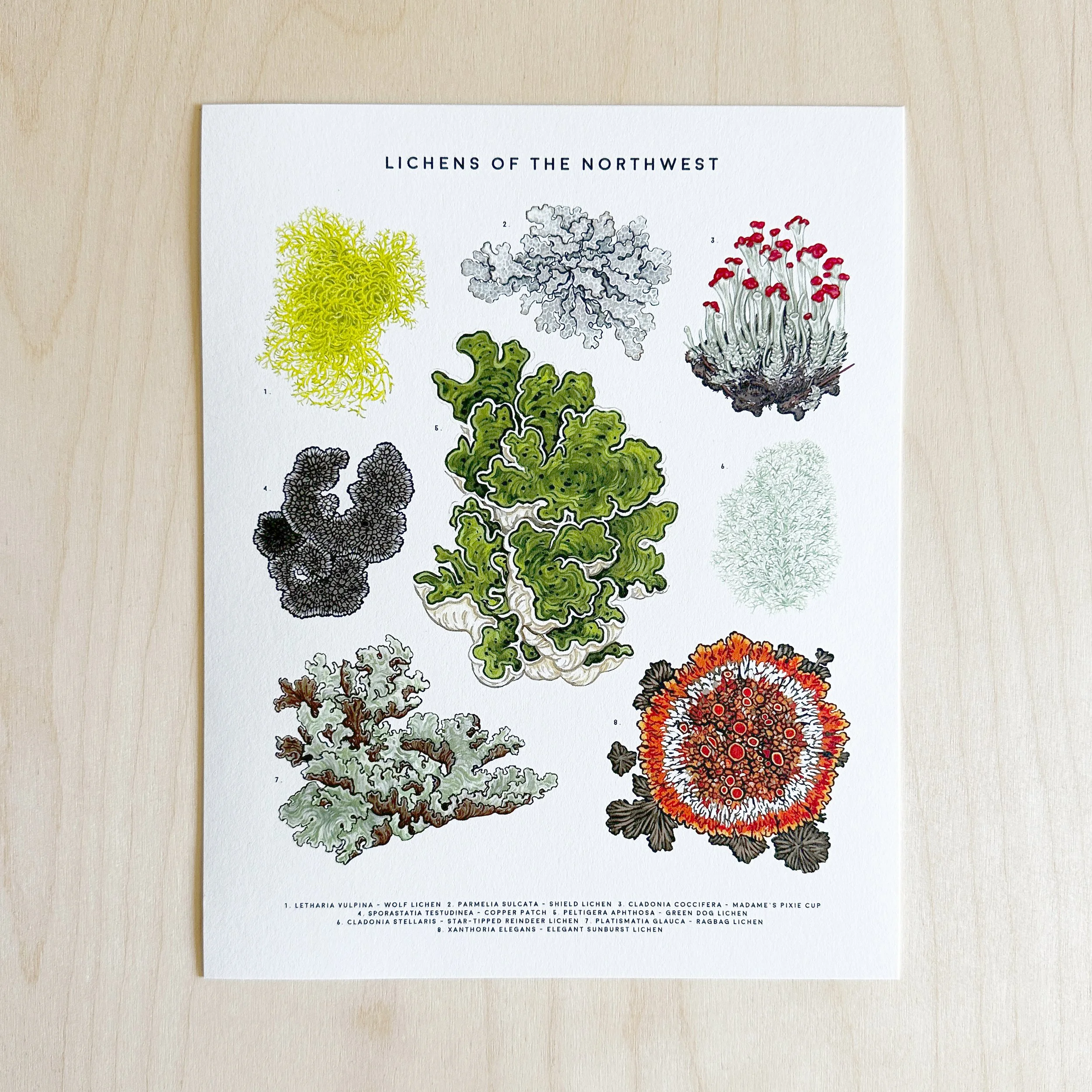 8x10-Lichens-of-the-Northwest-2025.jpg