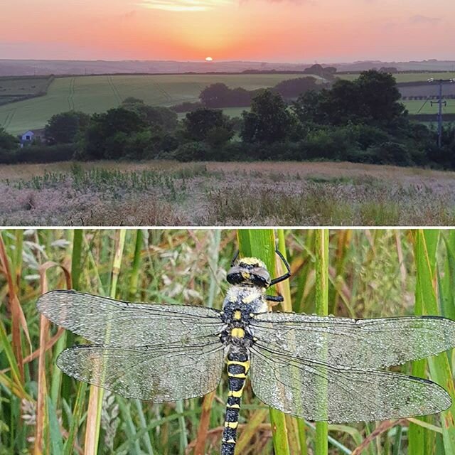 Got up early to see the sun rise and was rewarded with a close up of a Golden-ringed dragonfly resting in a hay meadow. Not hard to spot, it's wingspan is 10cm!
Early mornings are the best
#lovewhereyoulive
#hawker #sunrise