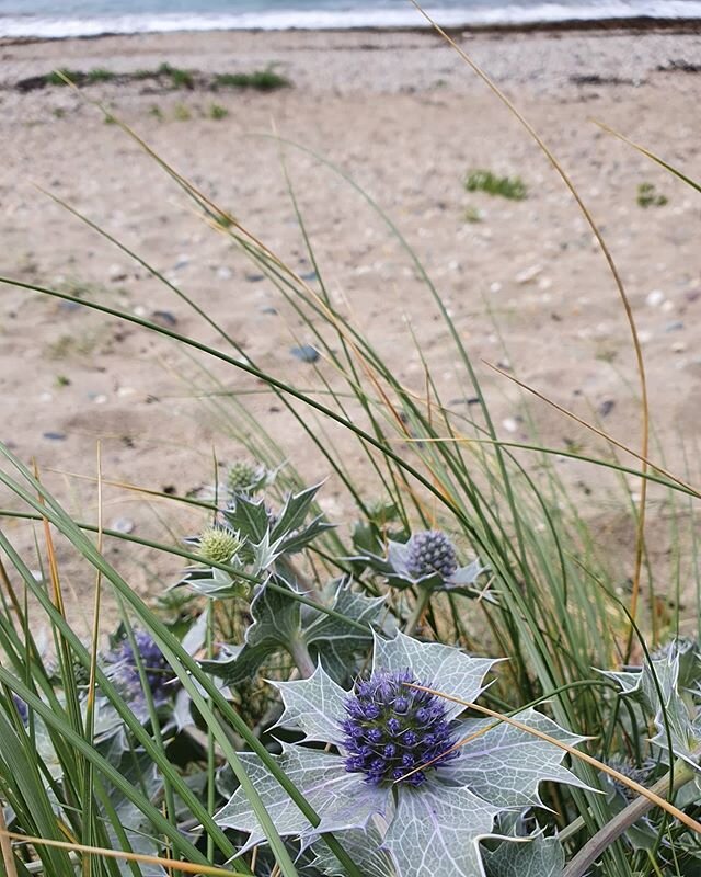 Swipe for a sneaky peek of my very early walk on the beach this morning
Just dreamy
🌊
#seaholly
#2minutebeachclean #marazion
#lovewhereyoulive