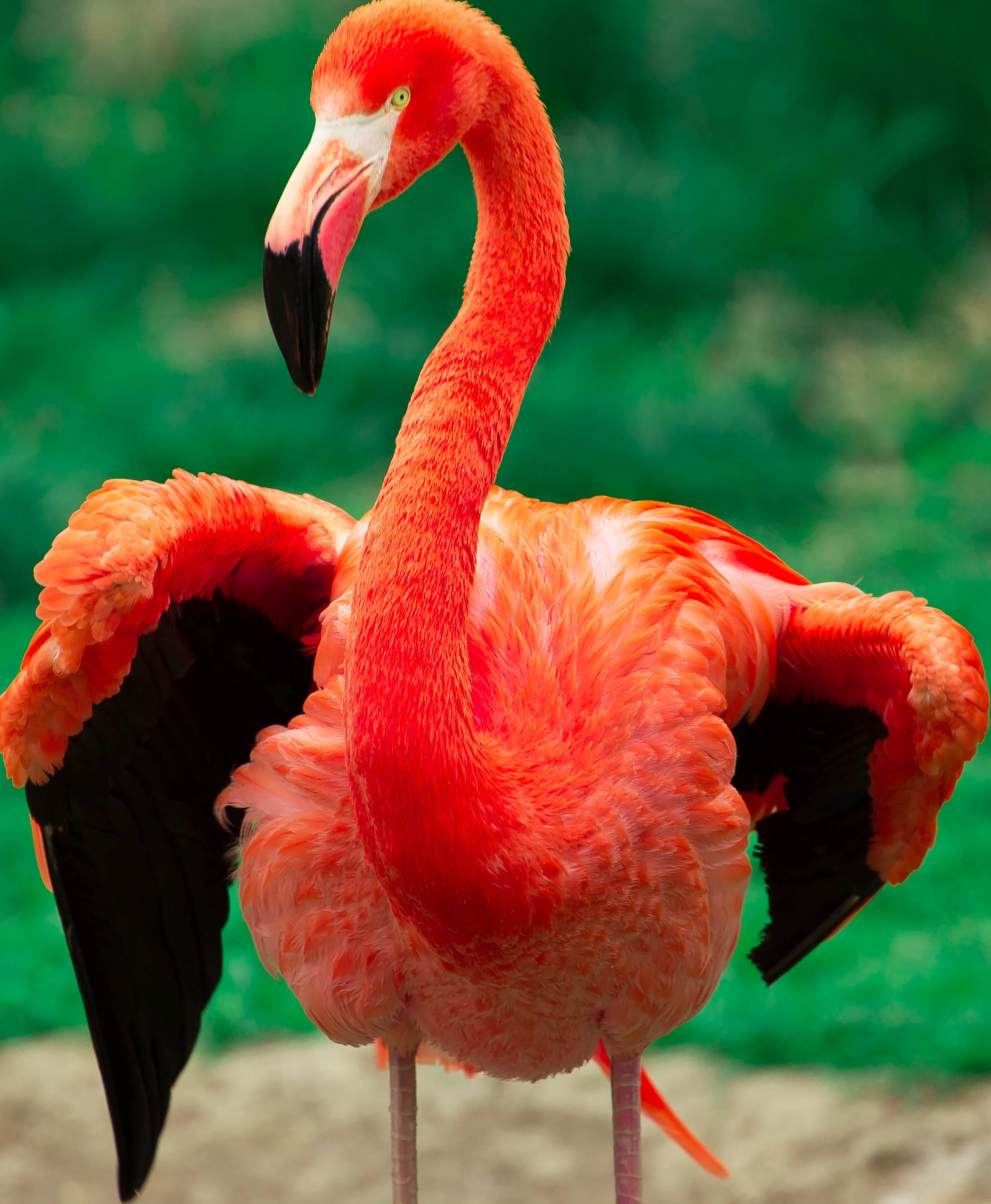 Flamingo Mod.jpg