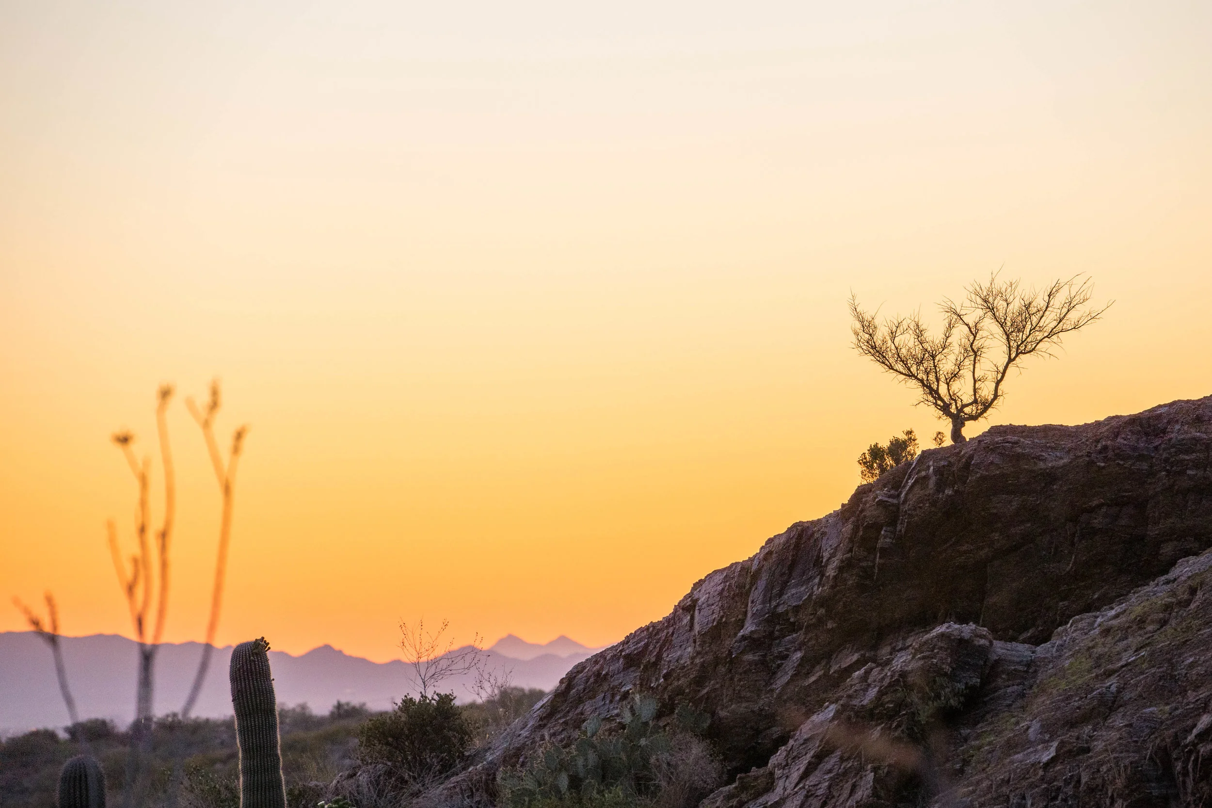 Sag lonely tree three back.jpg