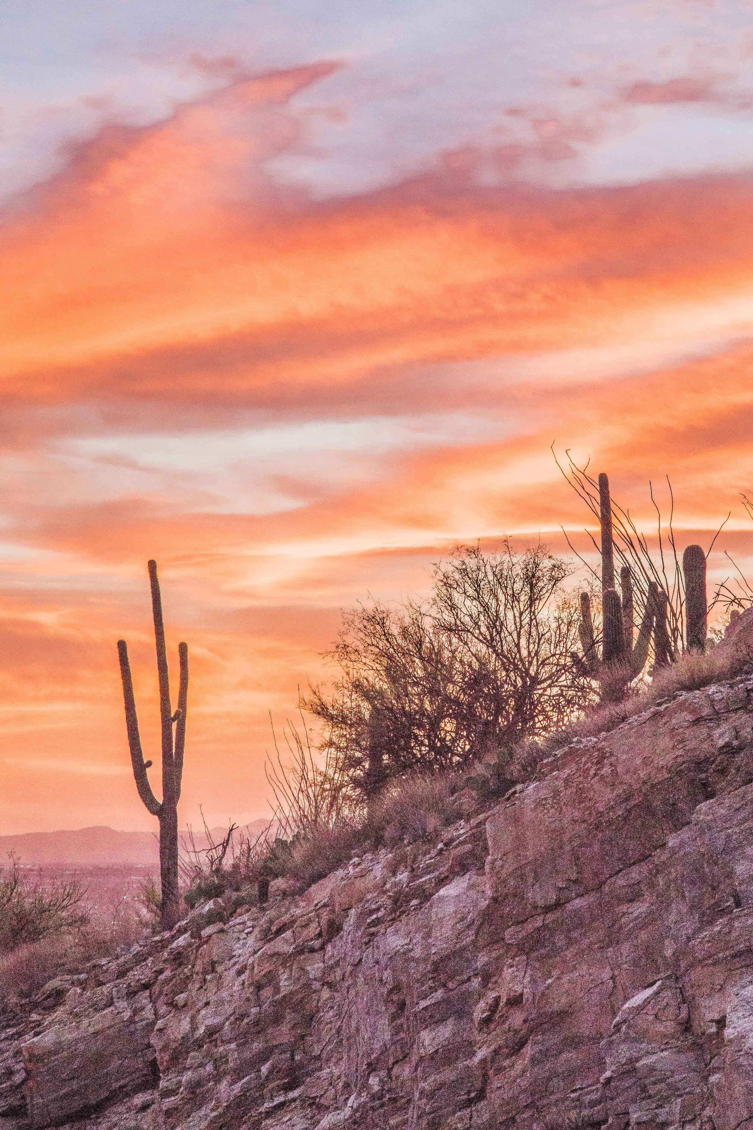 Mt Lemmon  resize.jpg