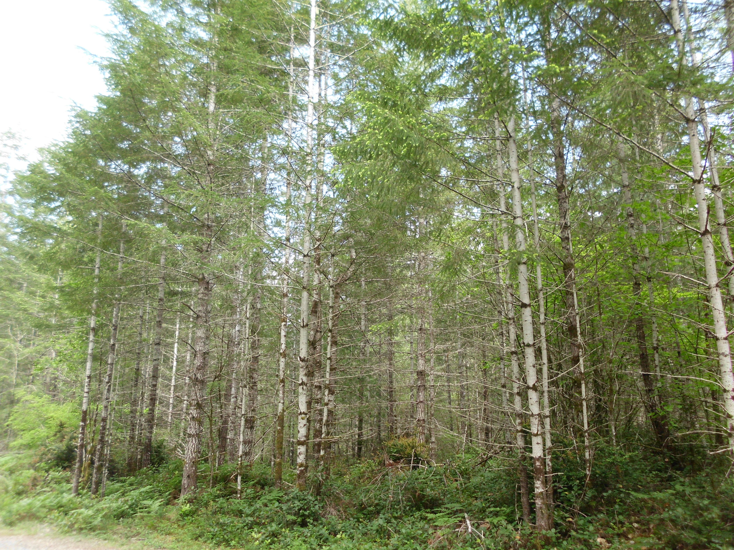 SANY0227.JPG