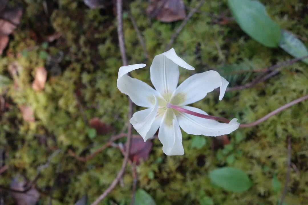 whiteflower.jpg