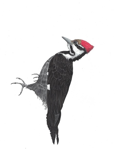 Woodpecker.jpg